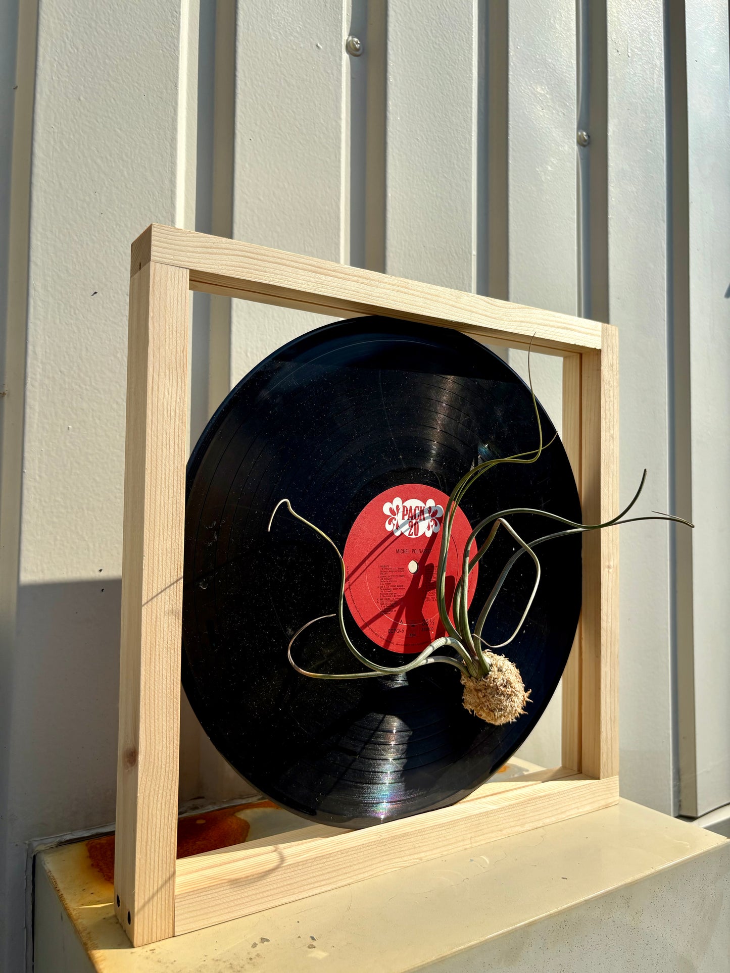 Tillandsia in LP size frame - 1