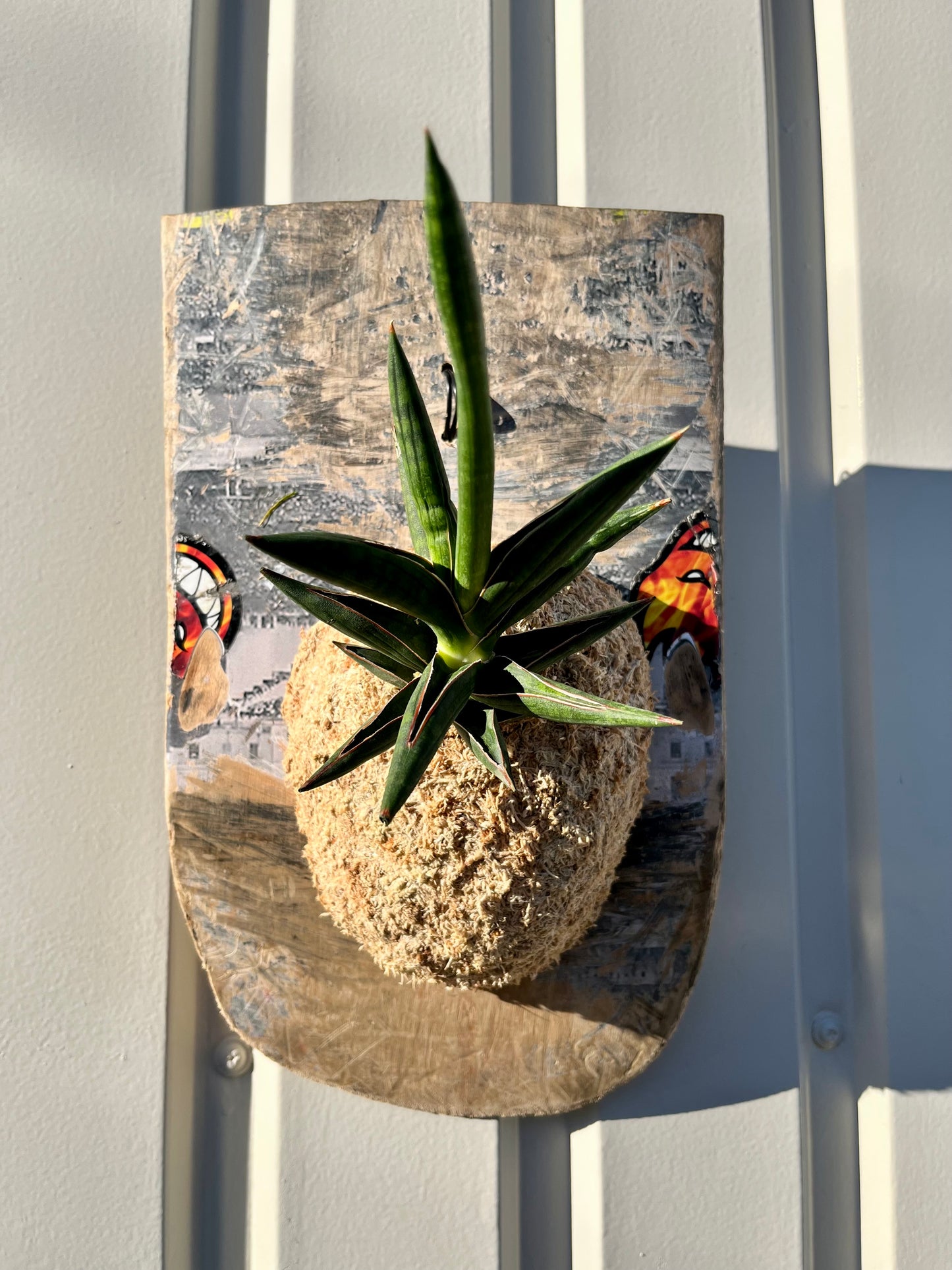 Sansevieria Kenia