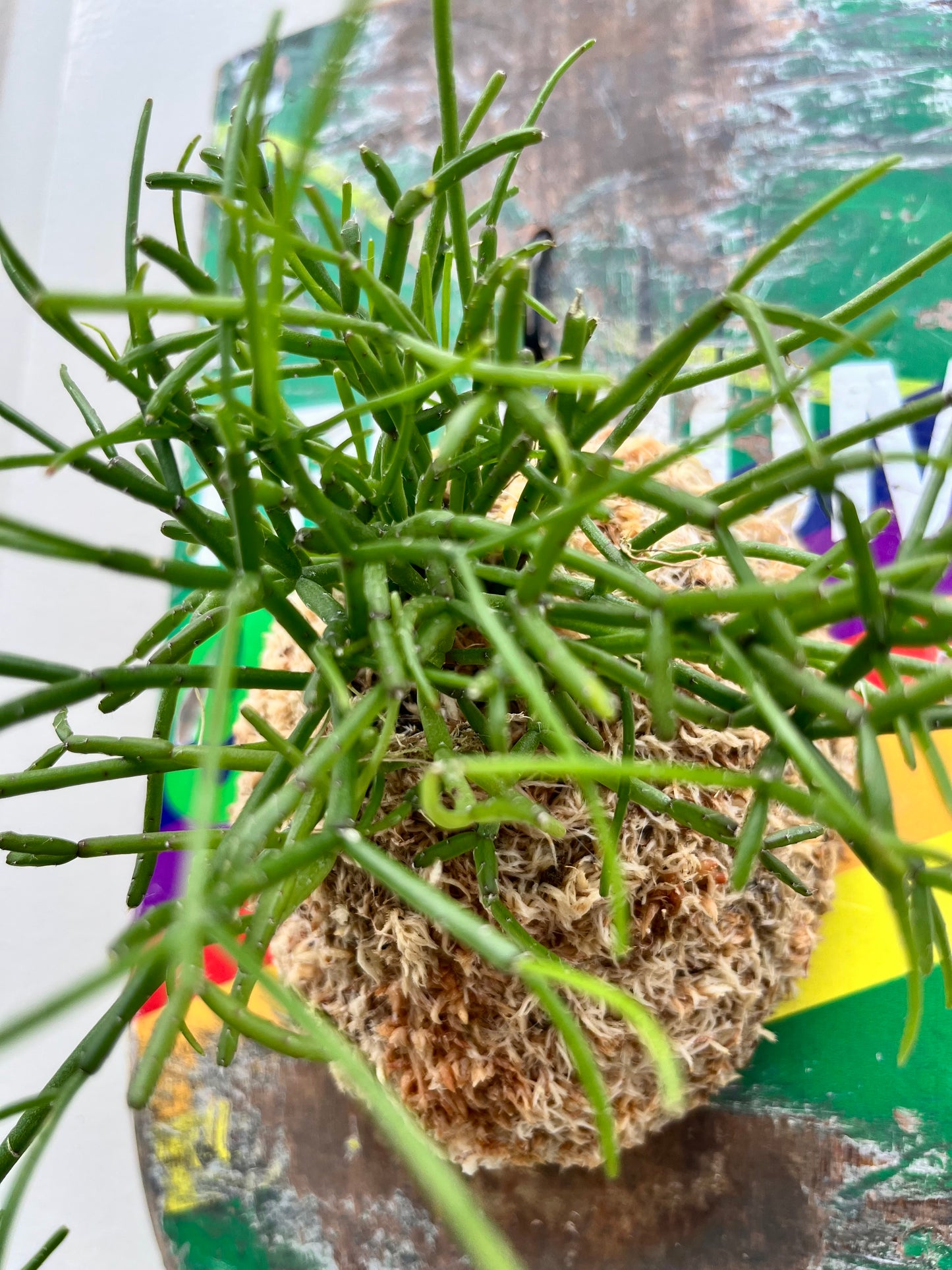Rhipsalis cassutha