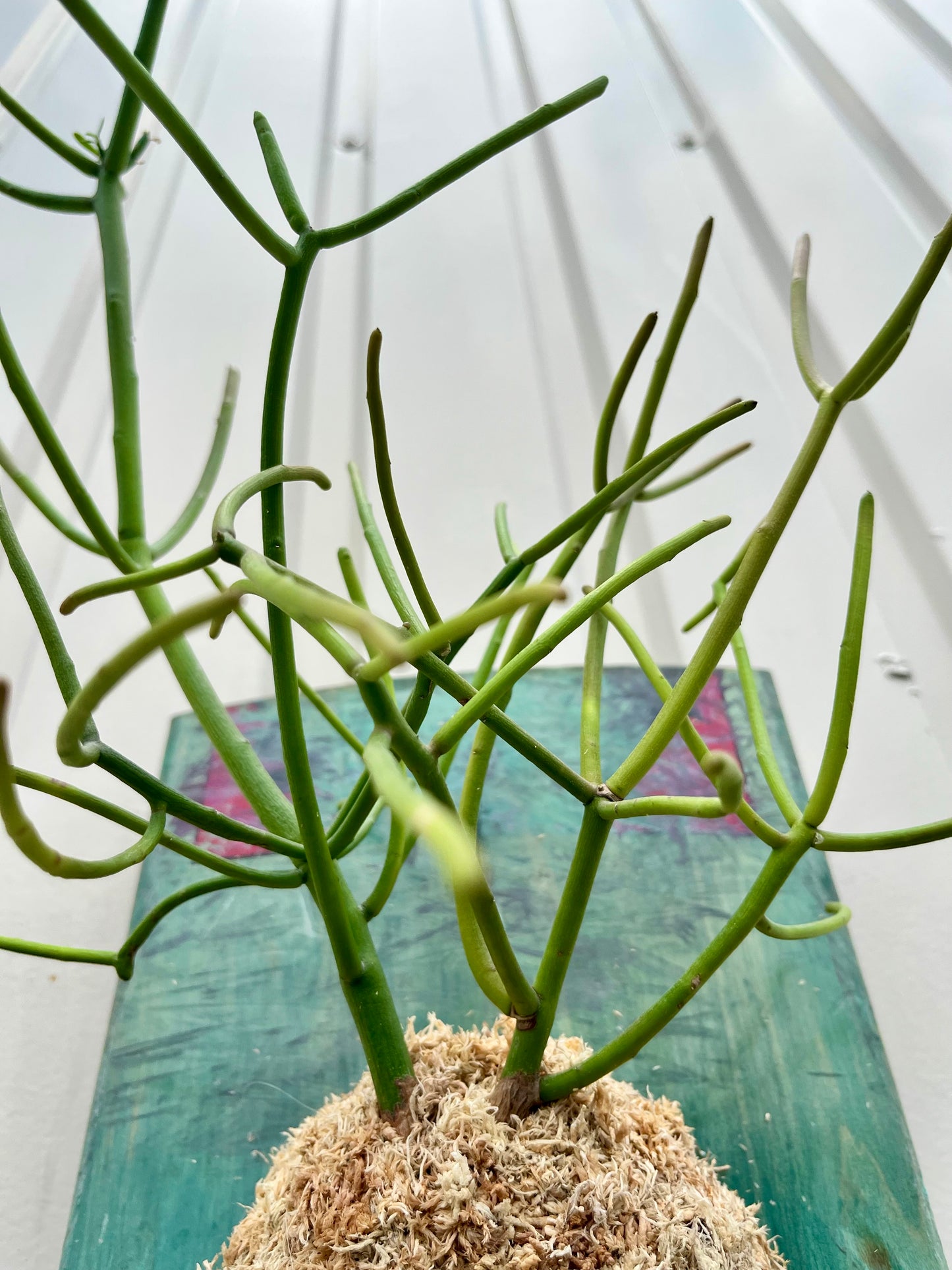 Euphorbia tirucalli