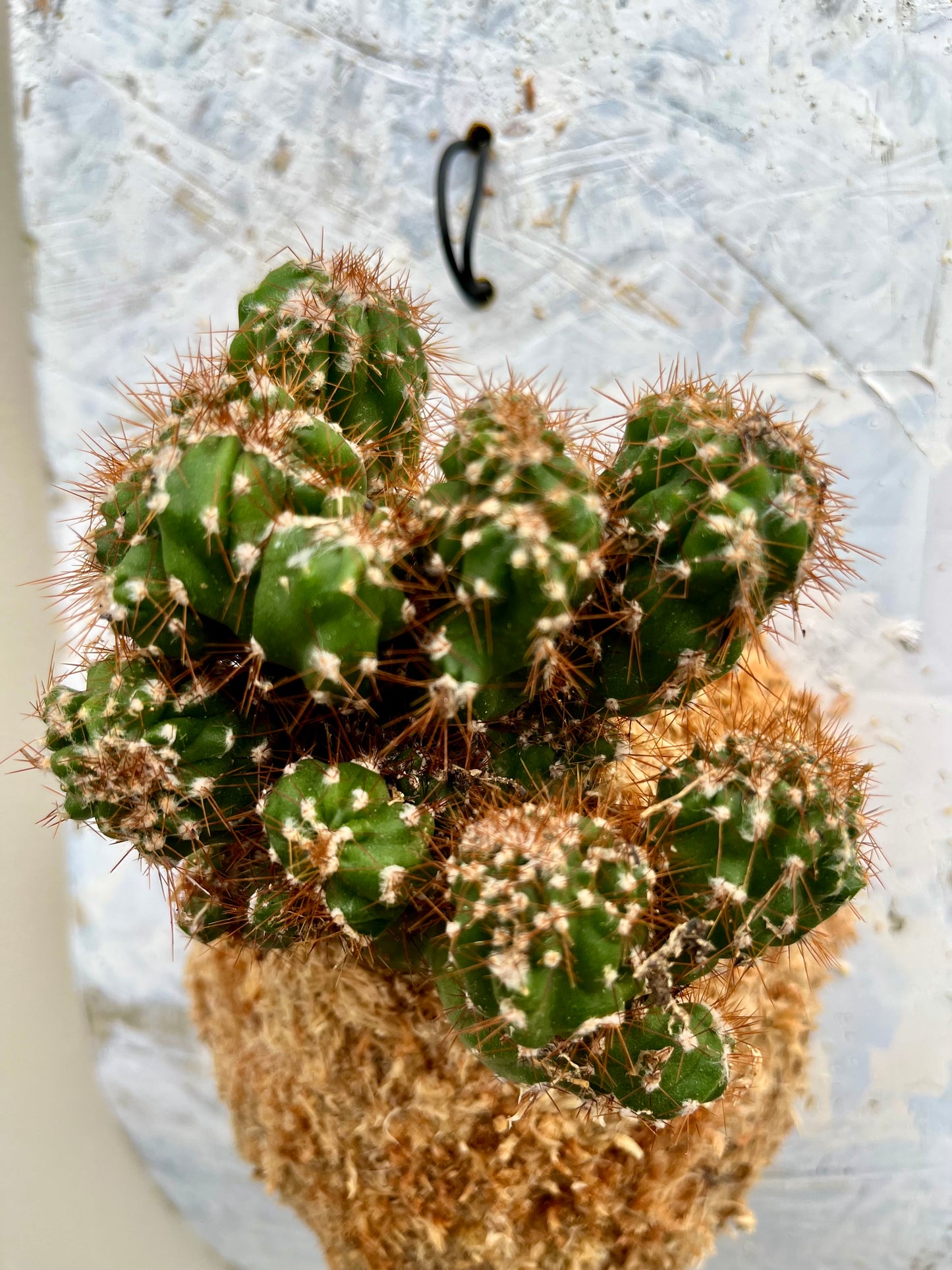 Cereus variabilis f. monst