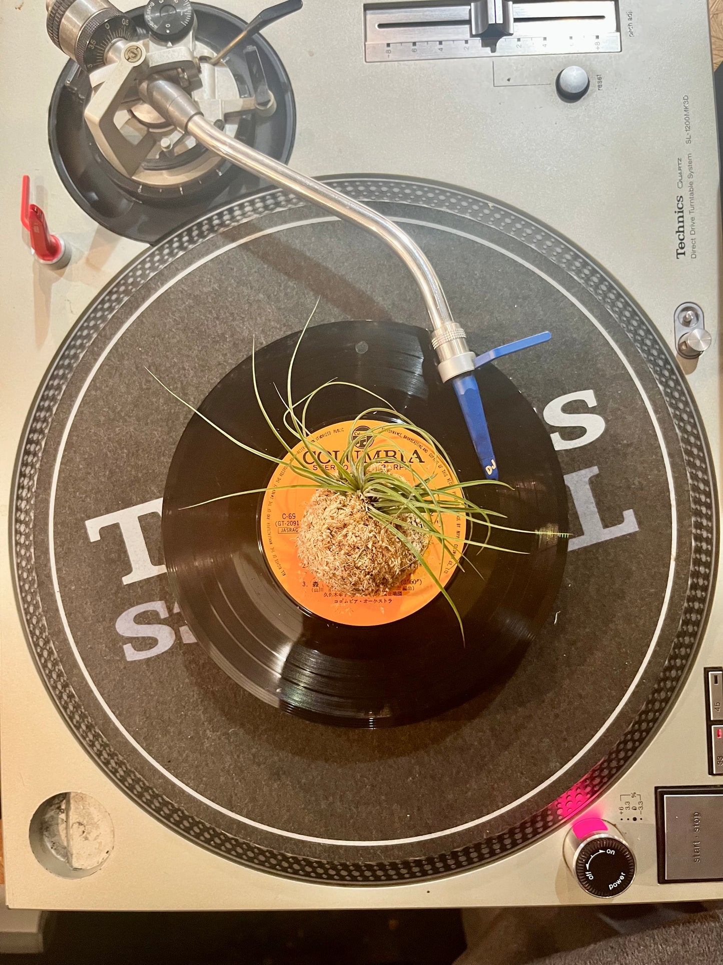 Tillandsia stricta