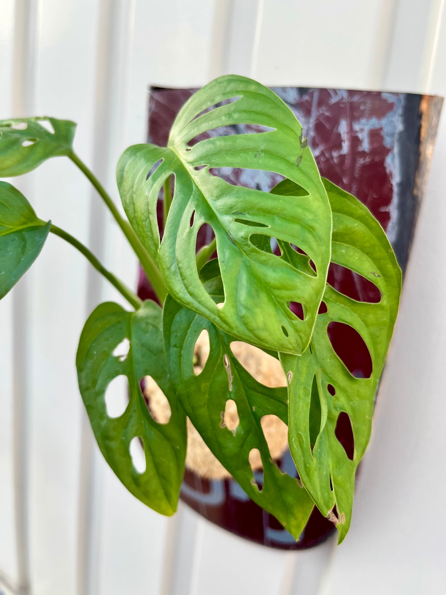 Monstera Friedrichsthalii