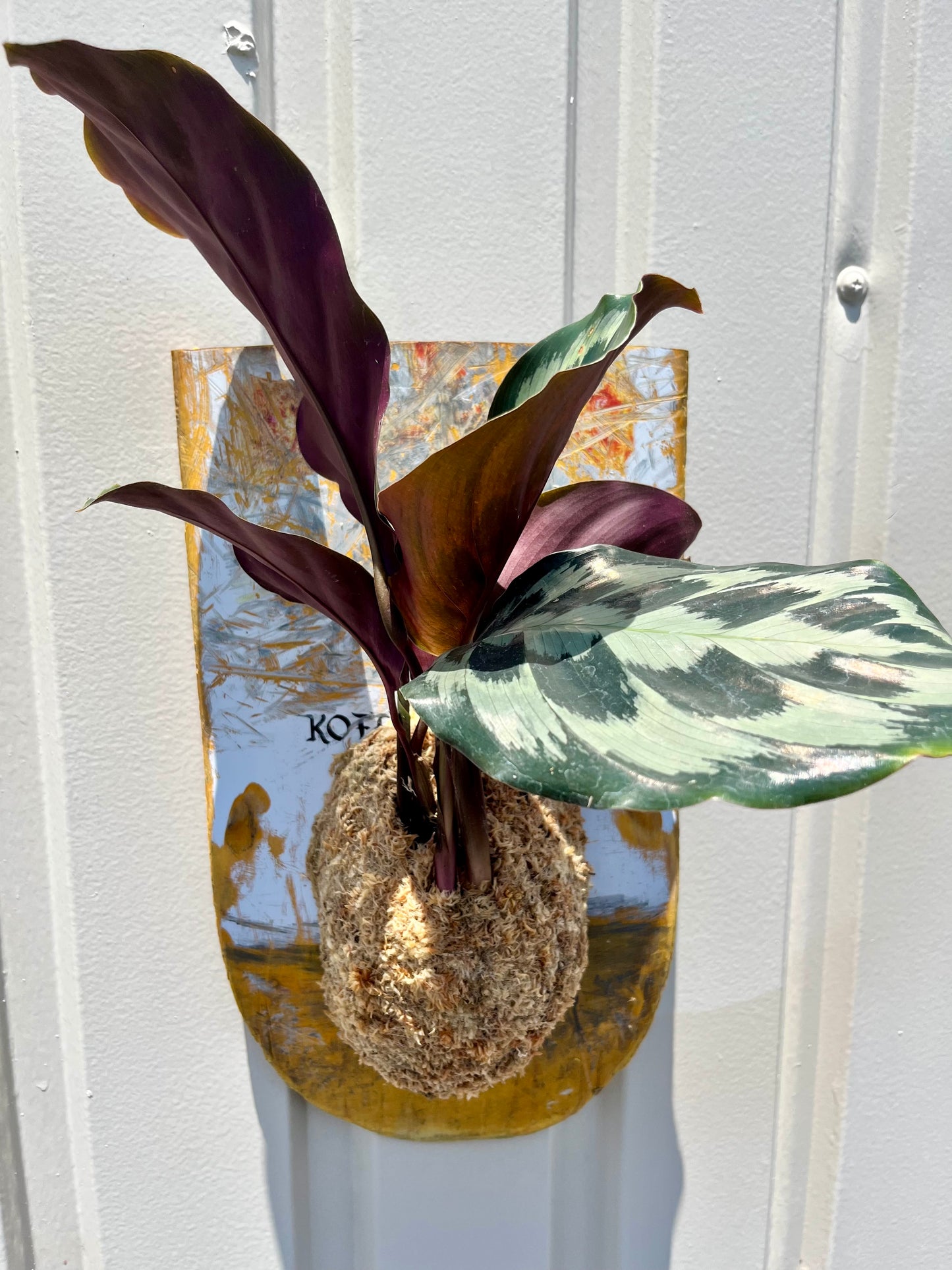 Calathea 'Helen Kennedy'