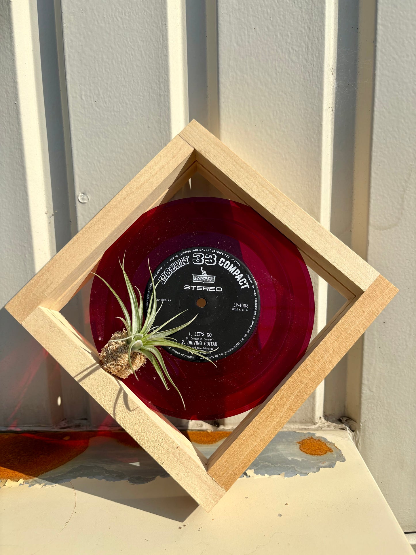 Tillandsia in EP size frame -3