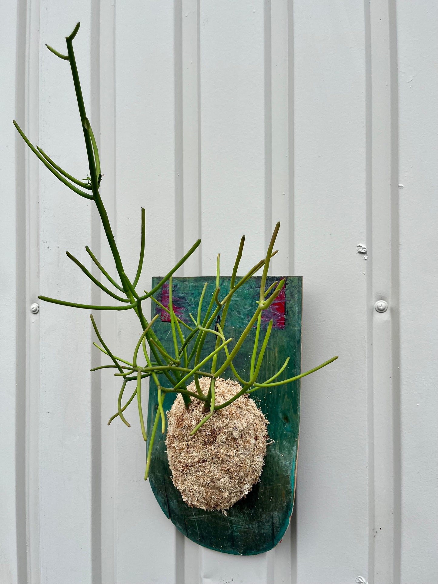 Euphorbia tirucalli