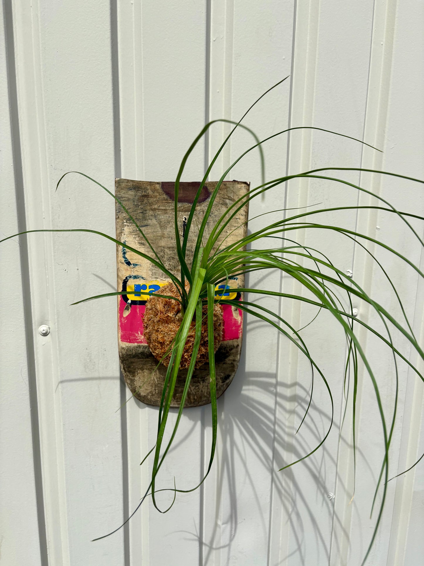 Ponytail palm