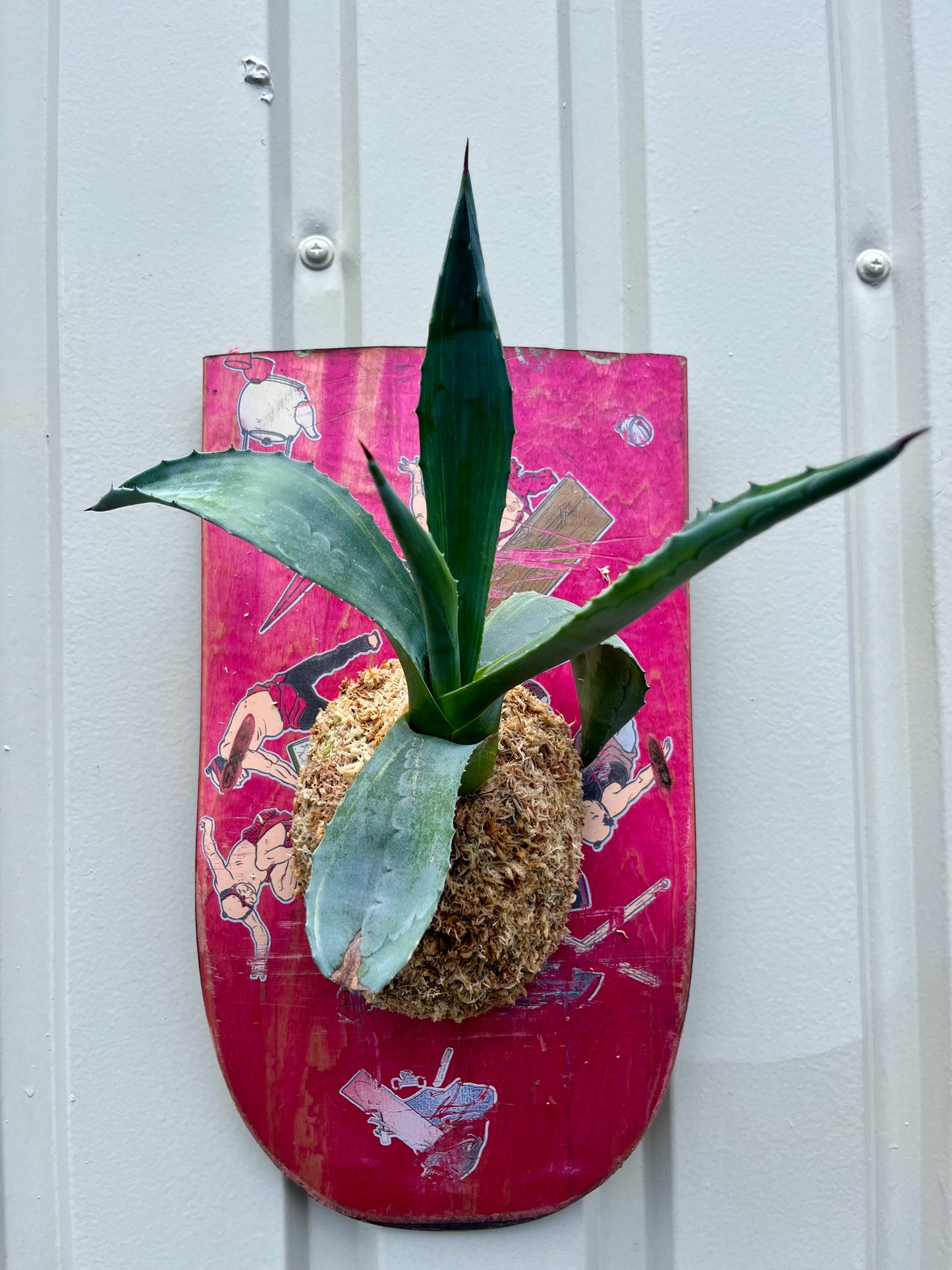 Agave americana