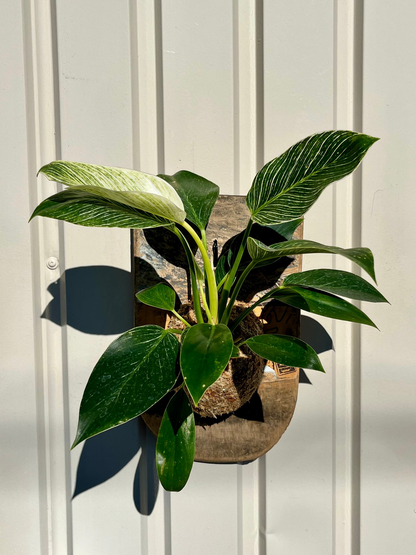 Philodendron 'Birkin'