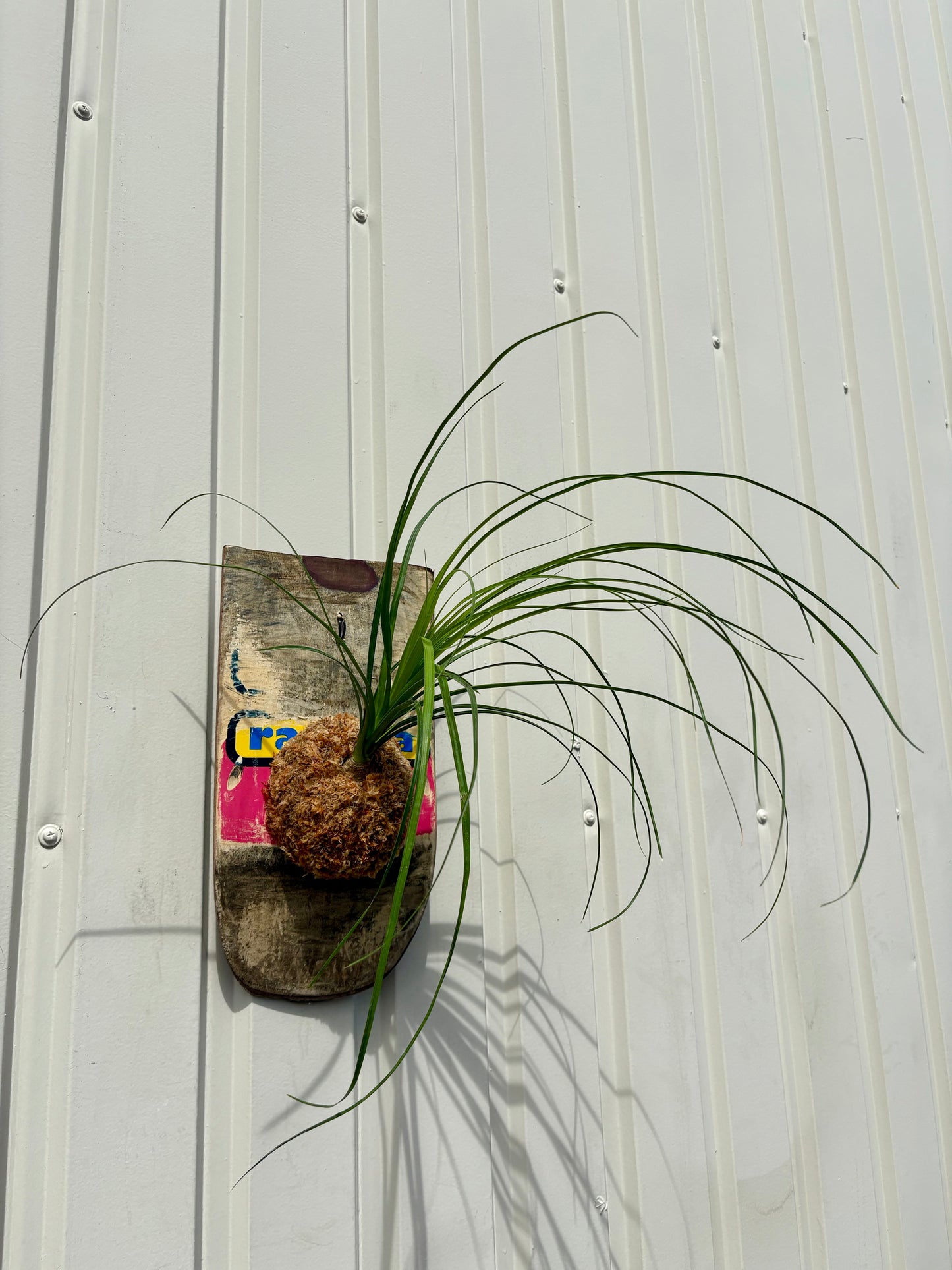 Ponytail palm