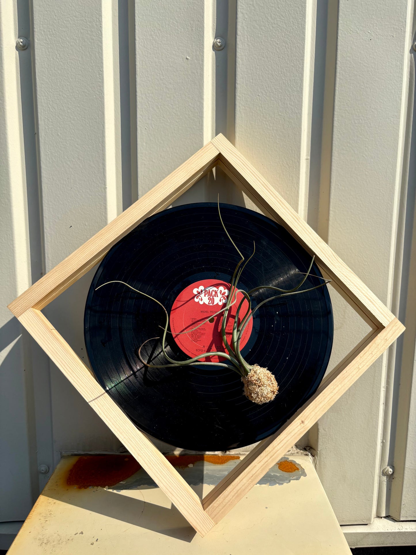 Tillandsia in LP size frame - 1