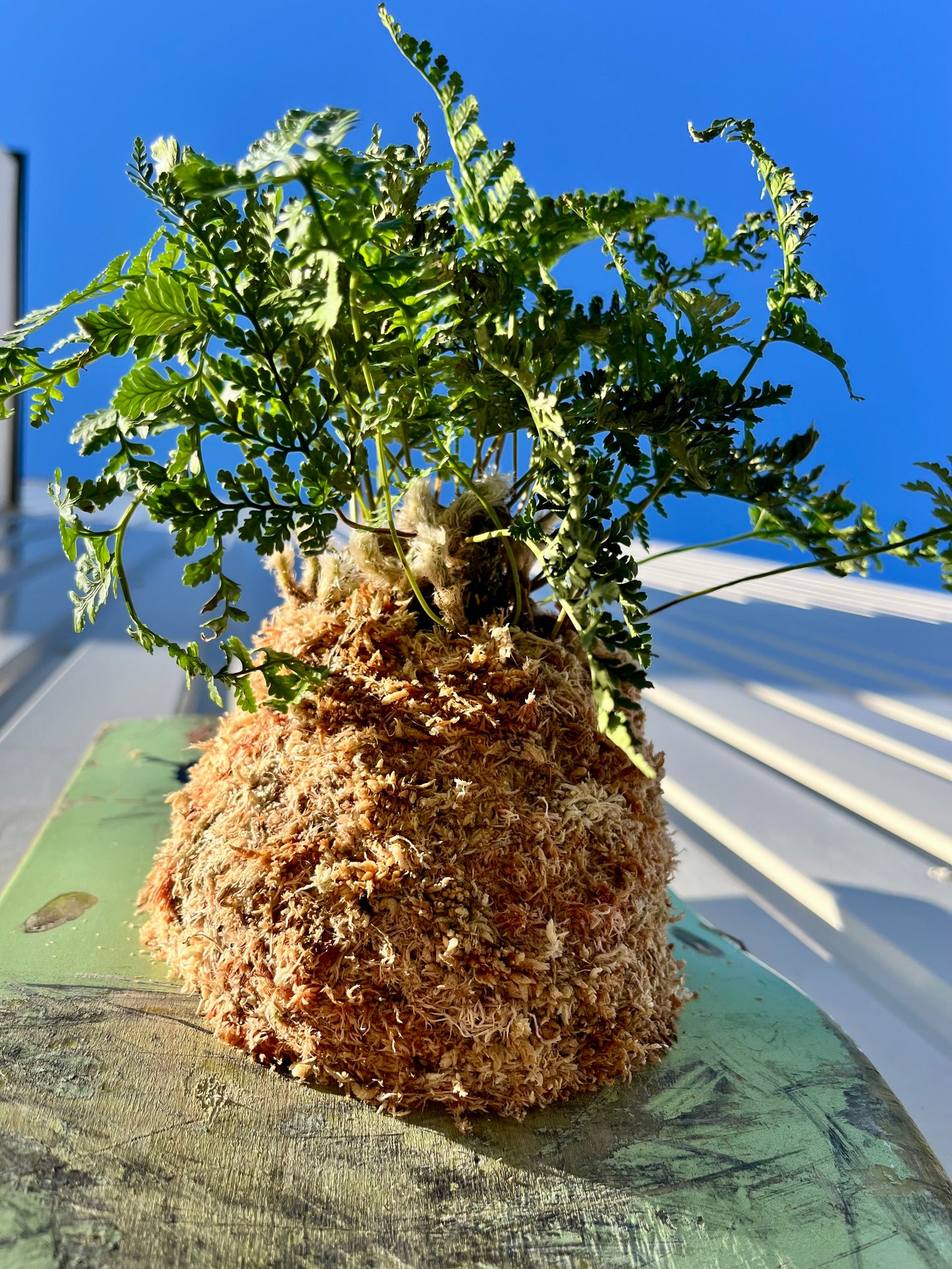 Humata tyermanii