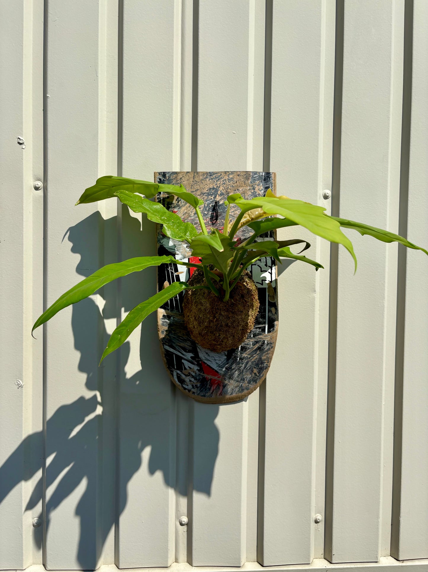 Philodendron Ring of Fire Gold