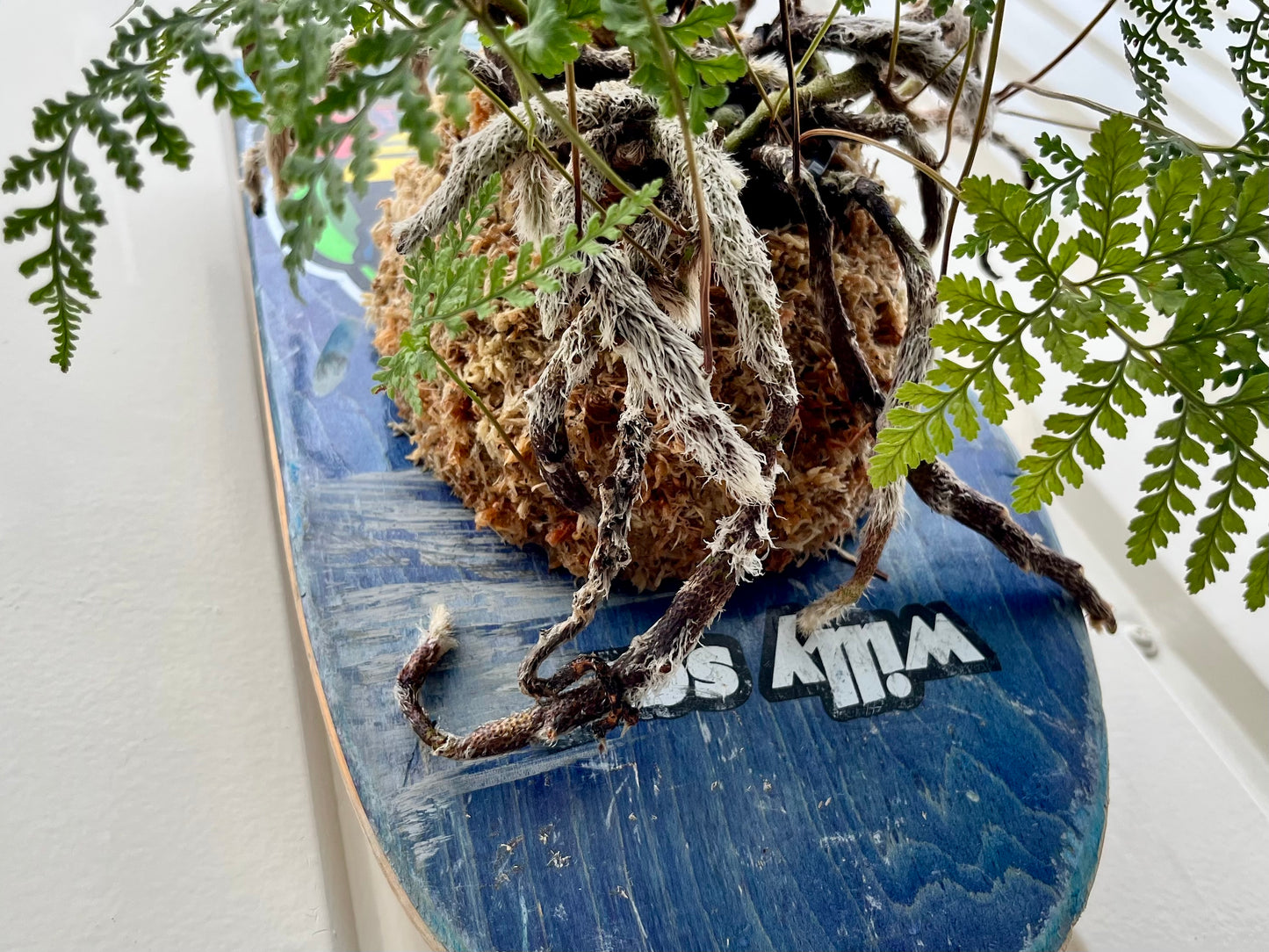 Humata tyermanii