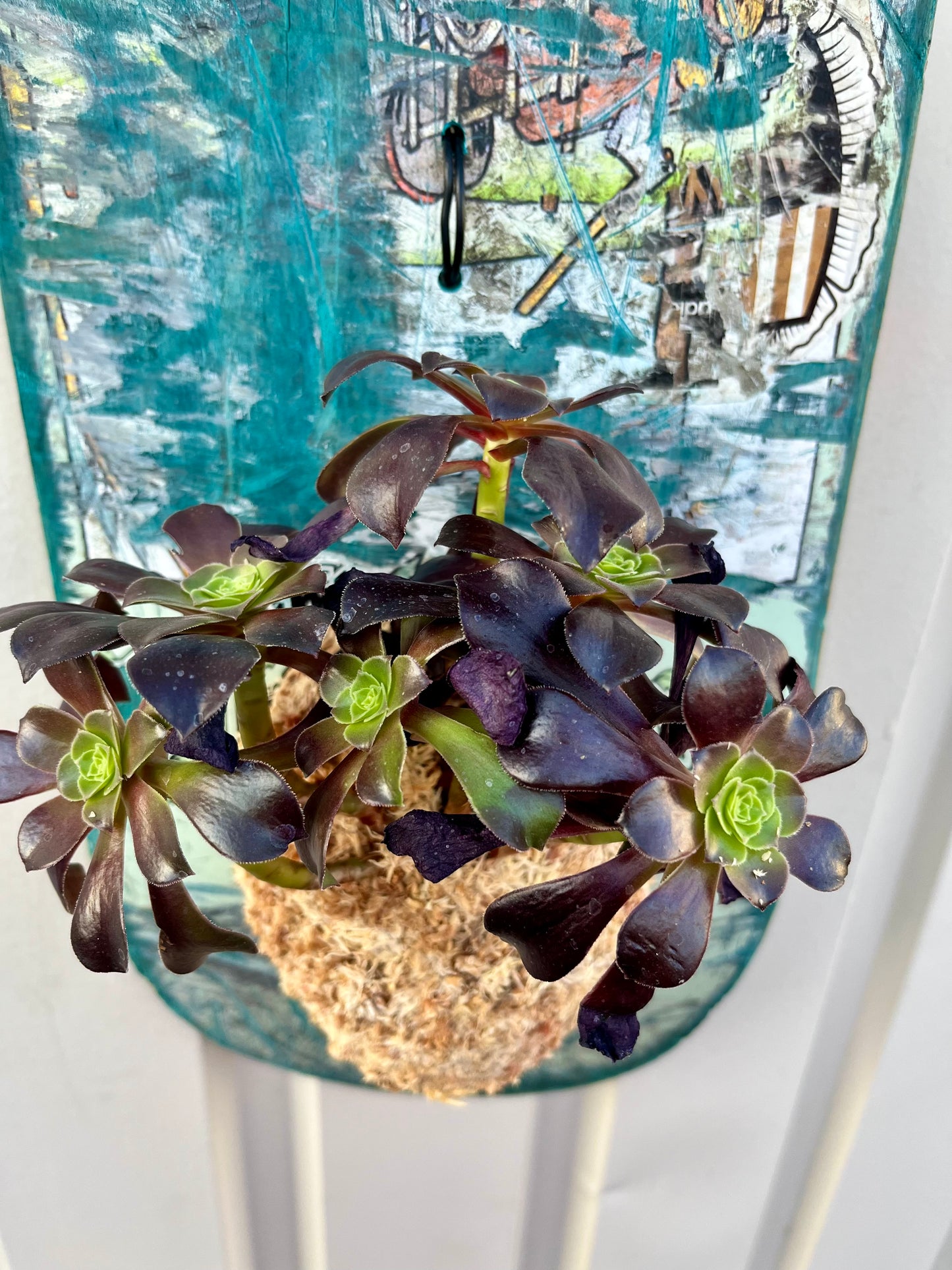 Aeonium arboreum Zwartkop