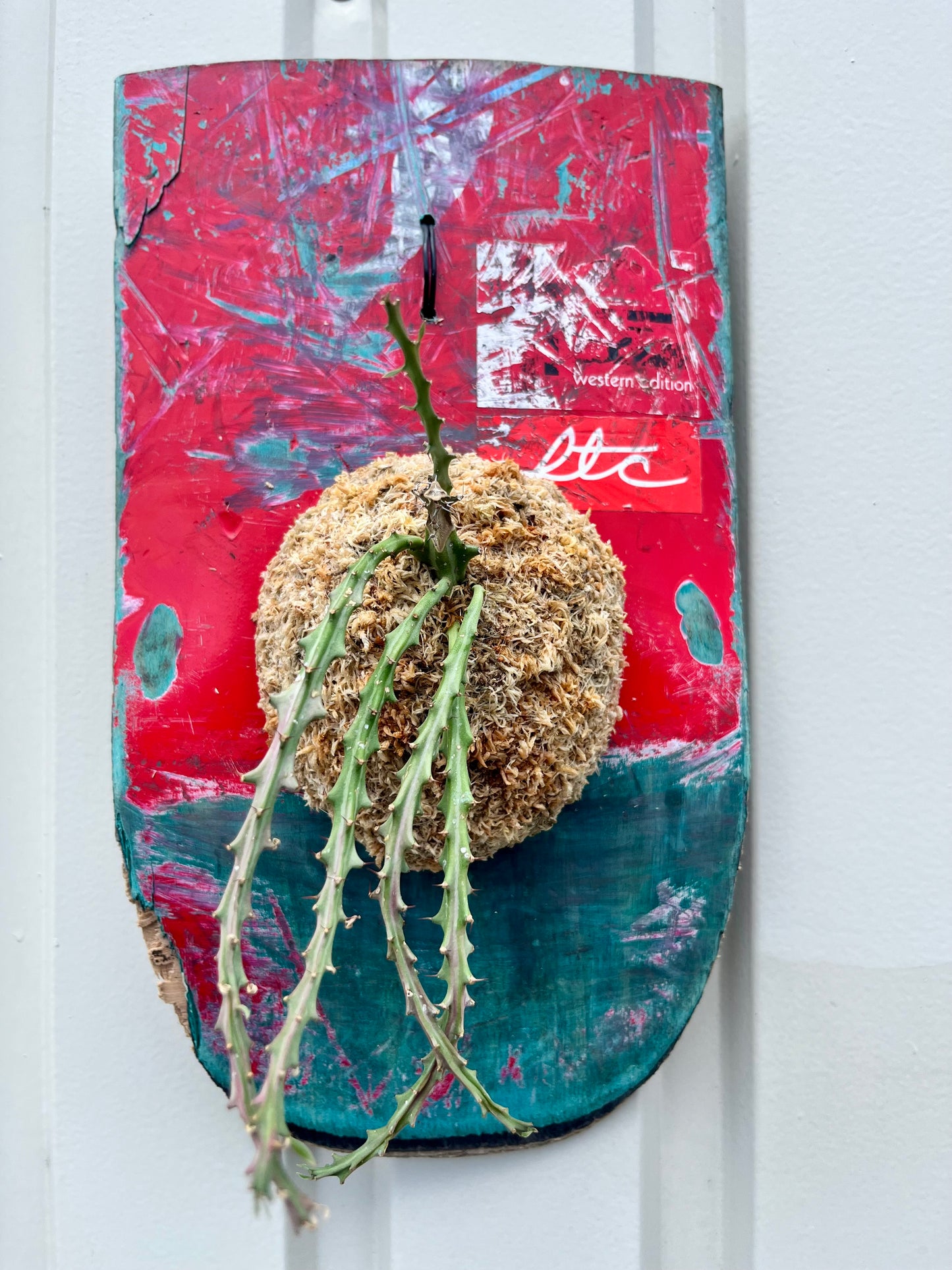 Euphorbia knuthii