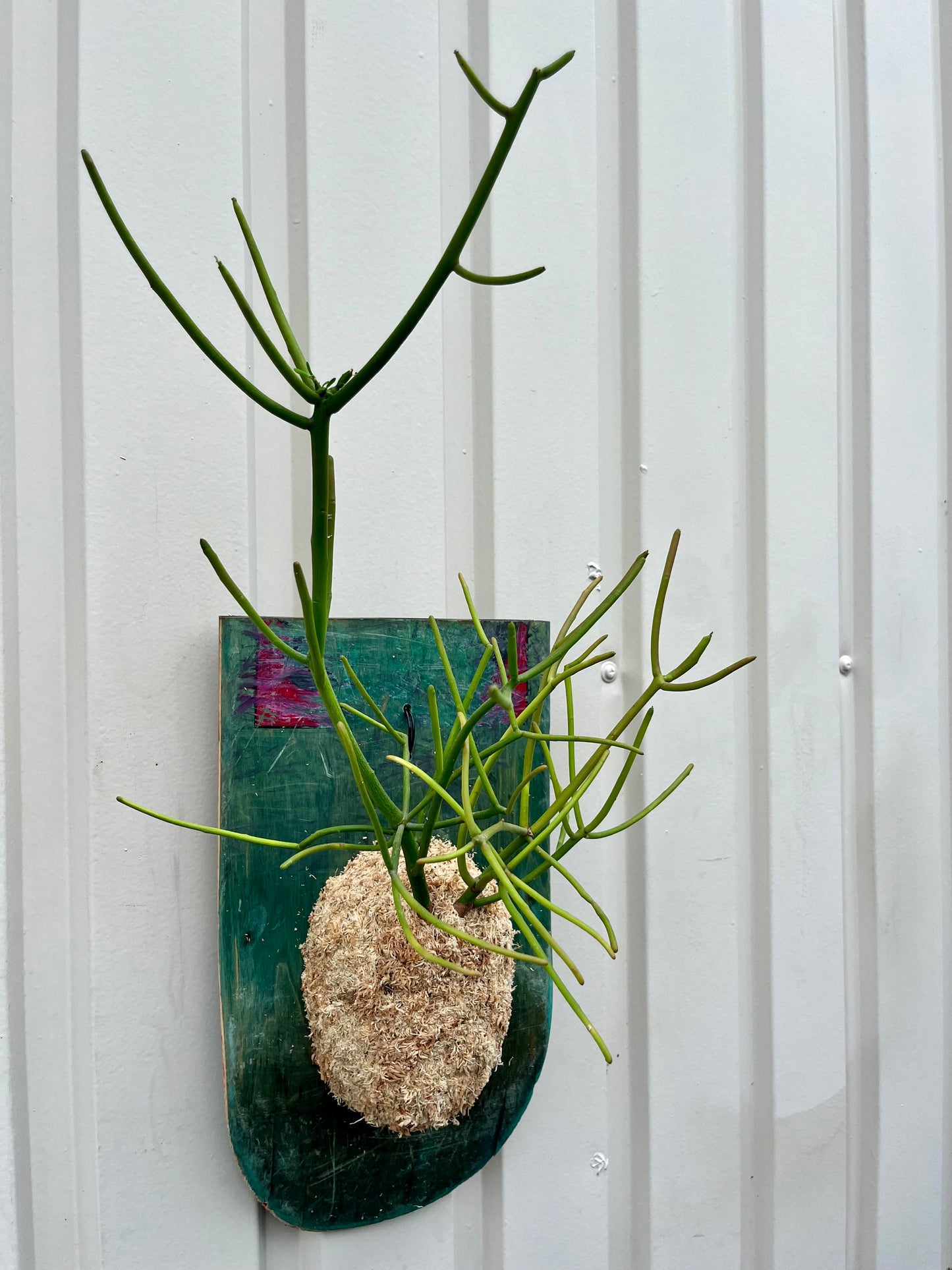 Euphorbia tirucalli