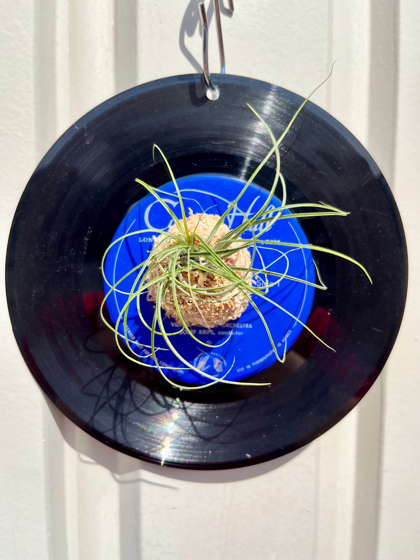 Tillandsia stricta