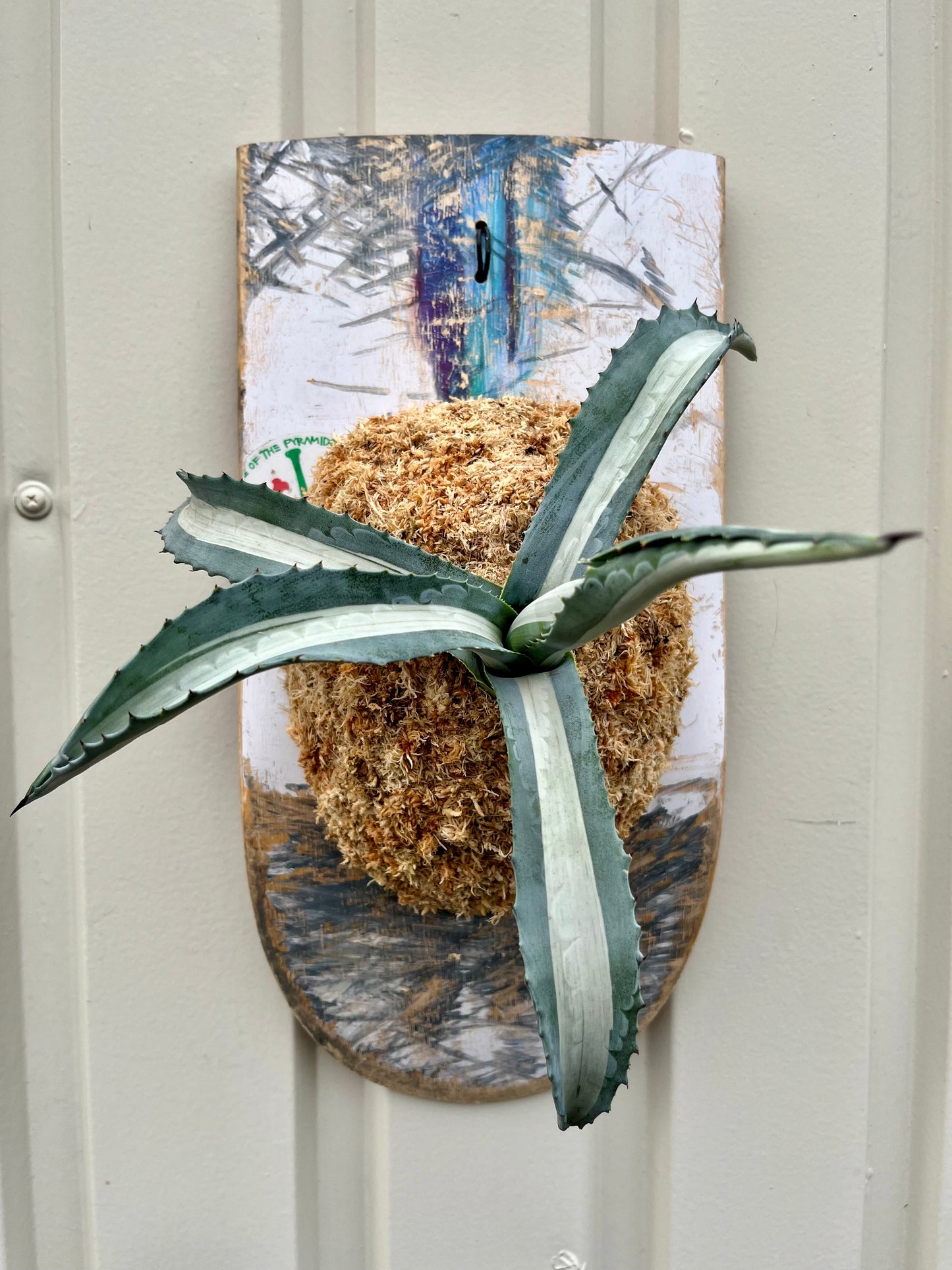 Agave americana mediopicta alba