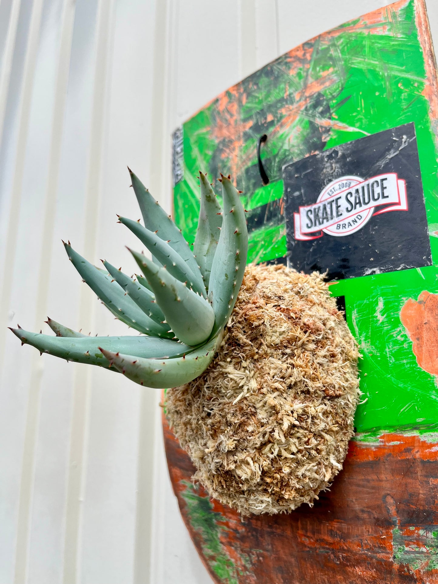 Aloe peglerae