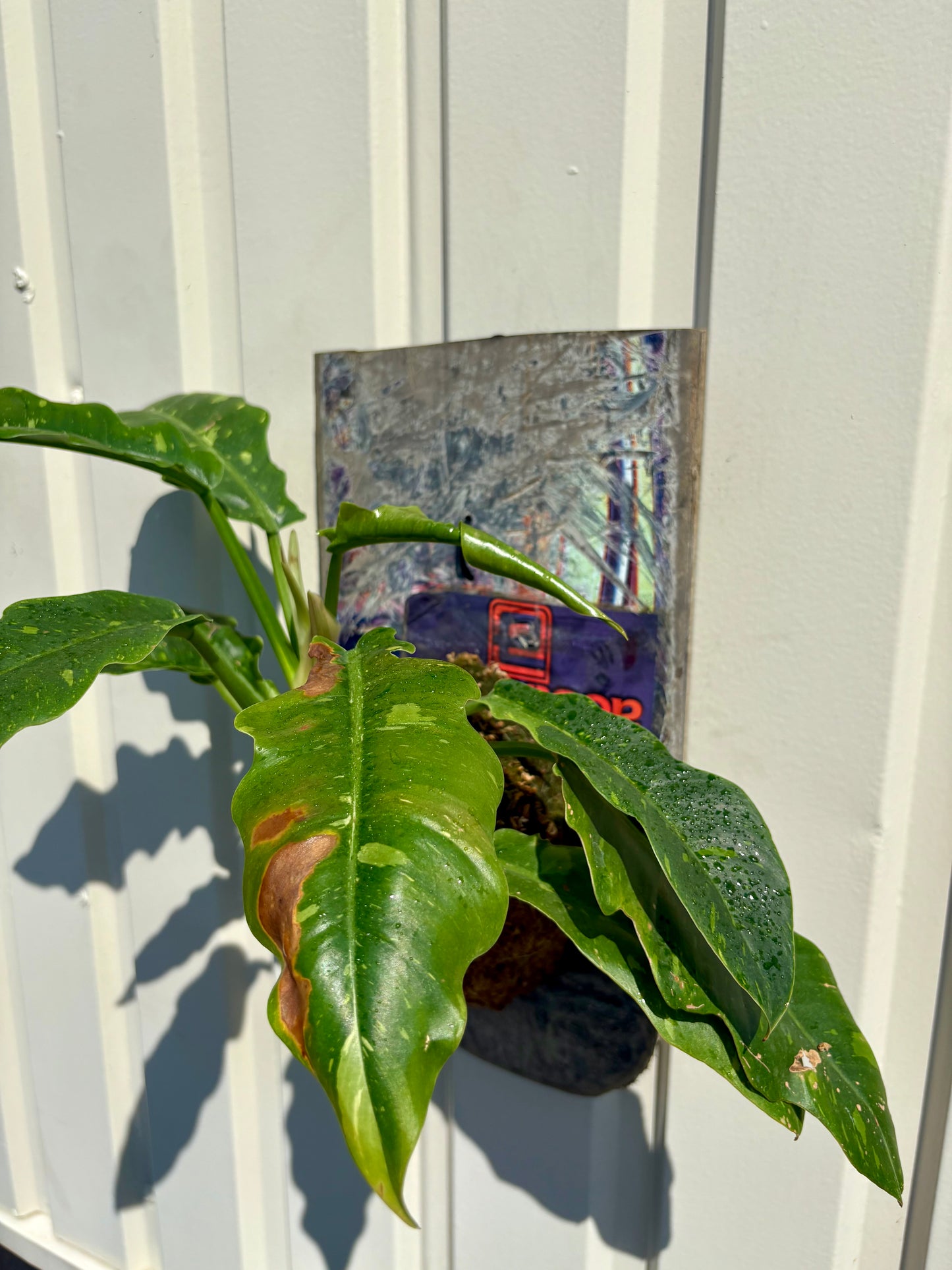 Philodendron Ring of Fire