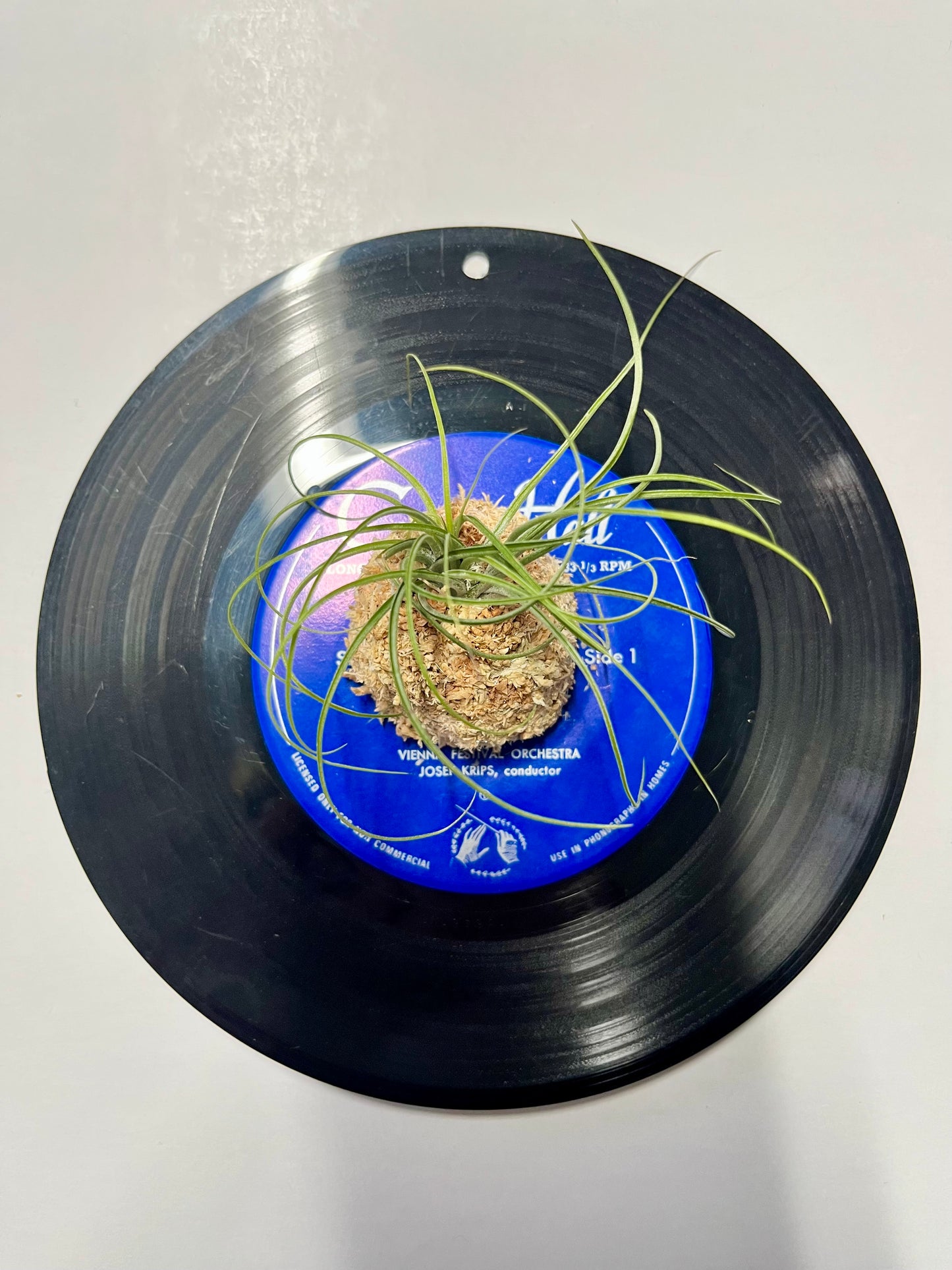 Tillandsia stricta