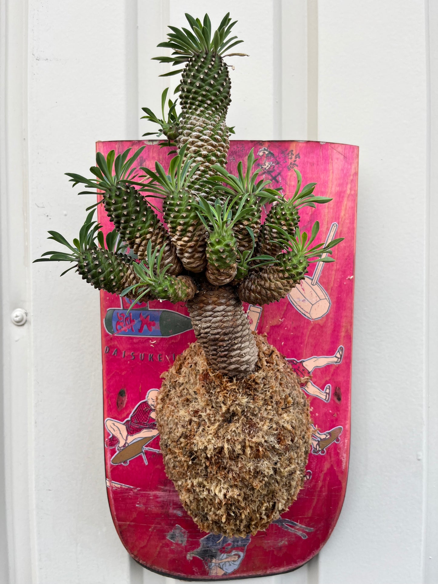 Euphorbia × Sotetsukirin