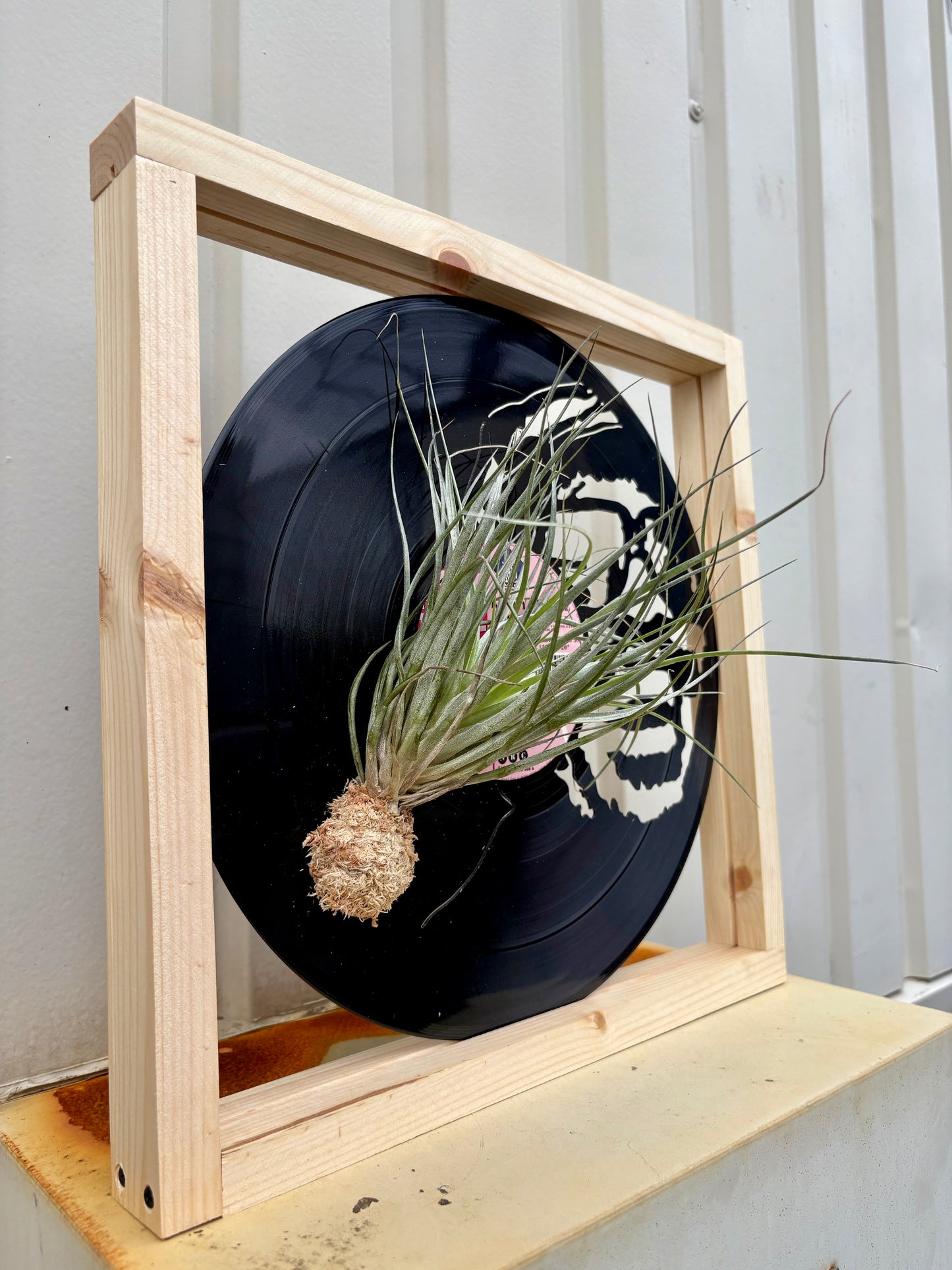 Tillandsia in LP size frame SINGER - 1