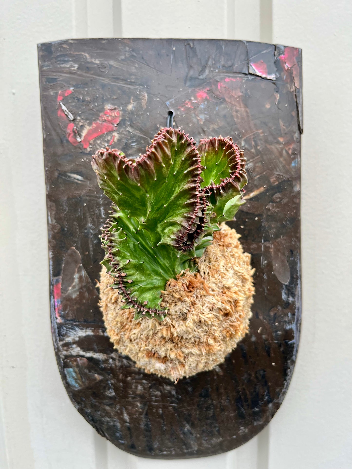 Euphorbia lactea