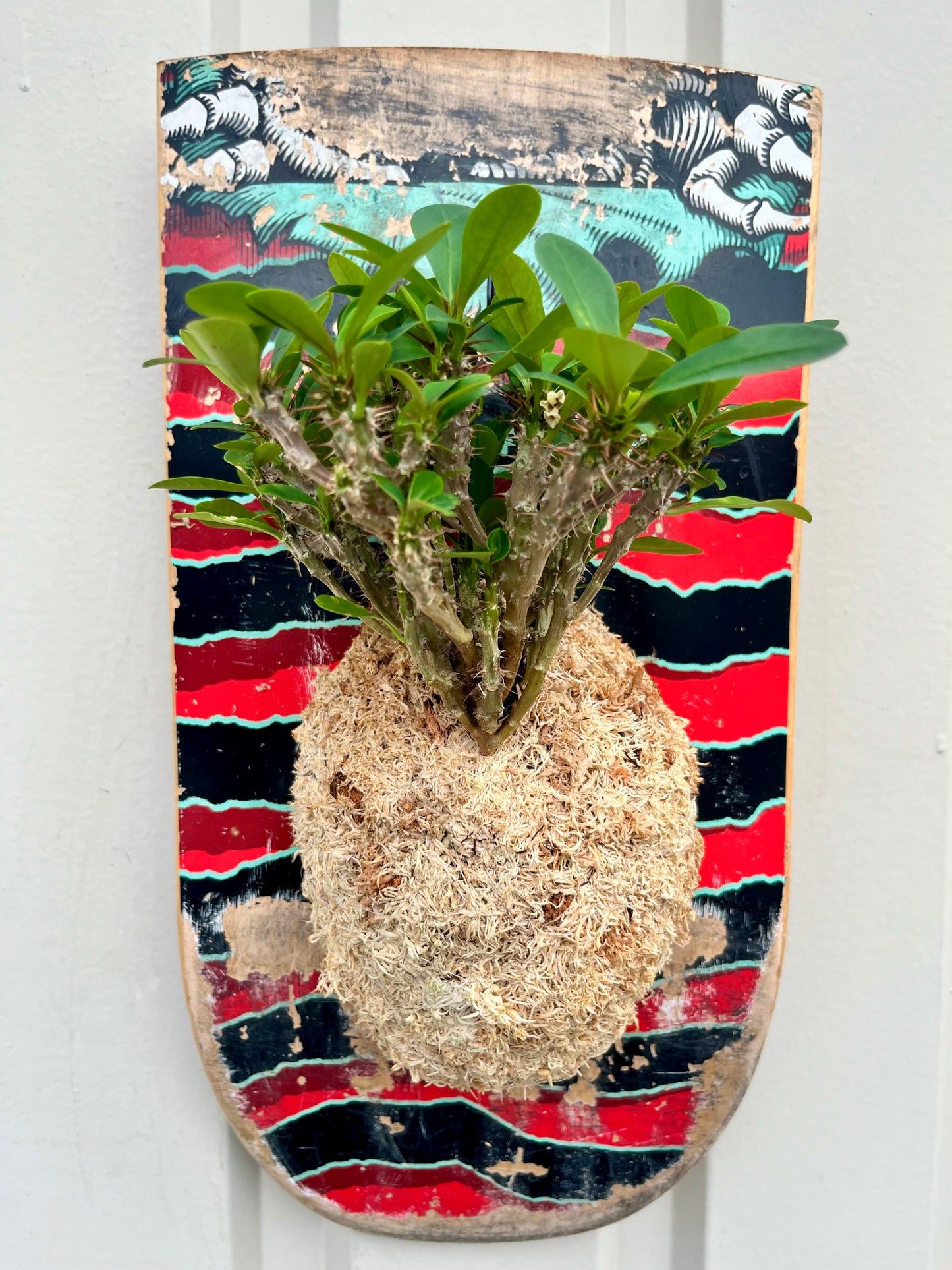 Euphorbia milii