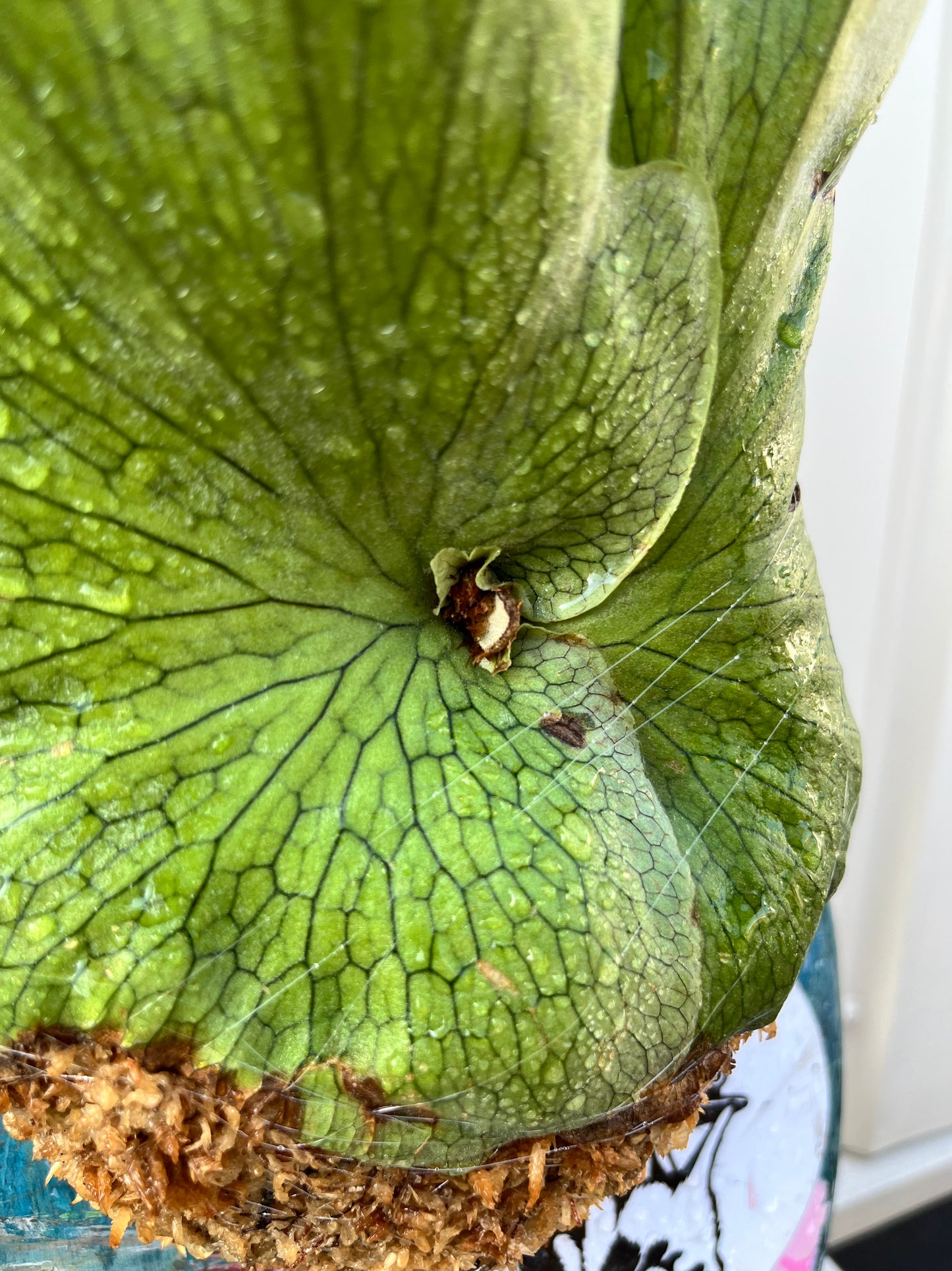 Platycerium Mentelosii