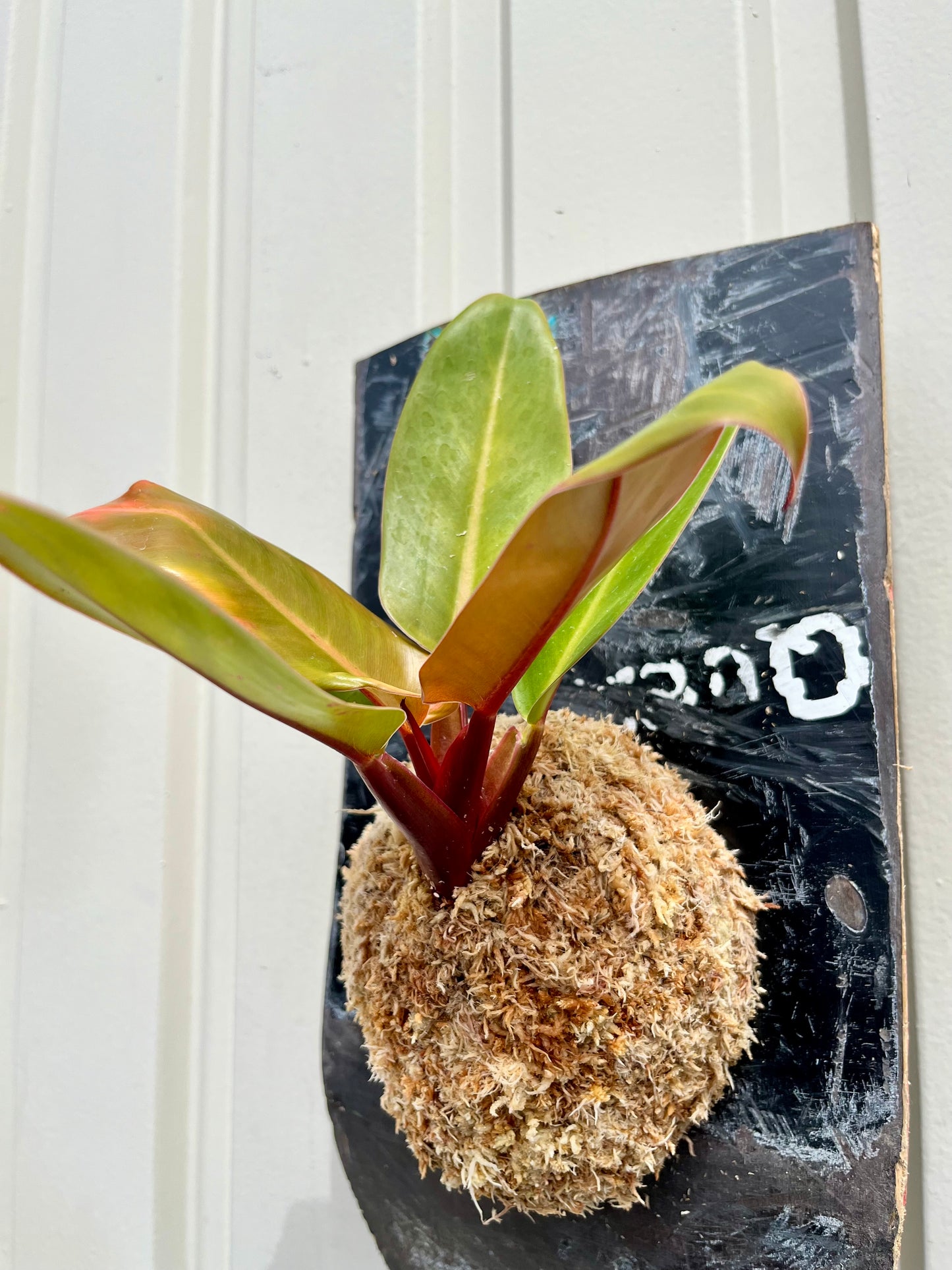 Philodendron Prince Of Orange