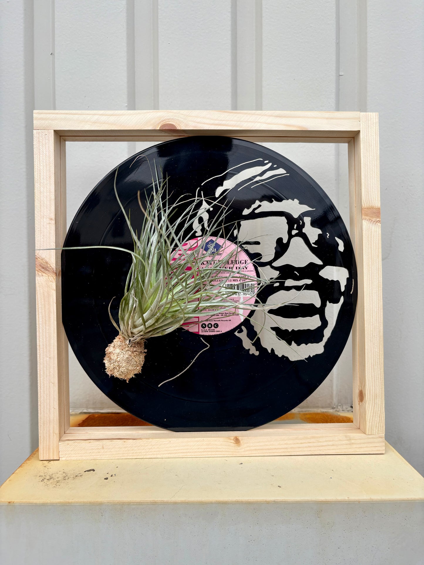 Tillandsia in LP size frame SINGER - 1