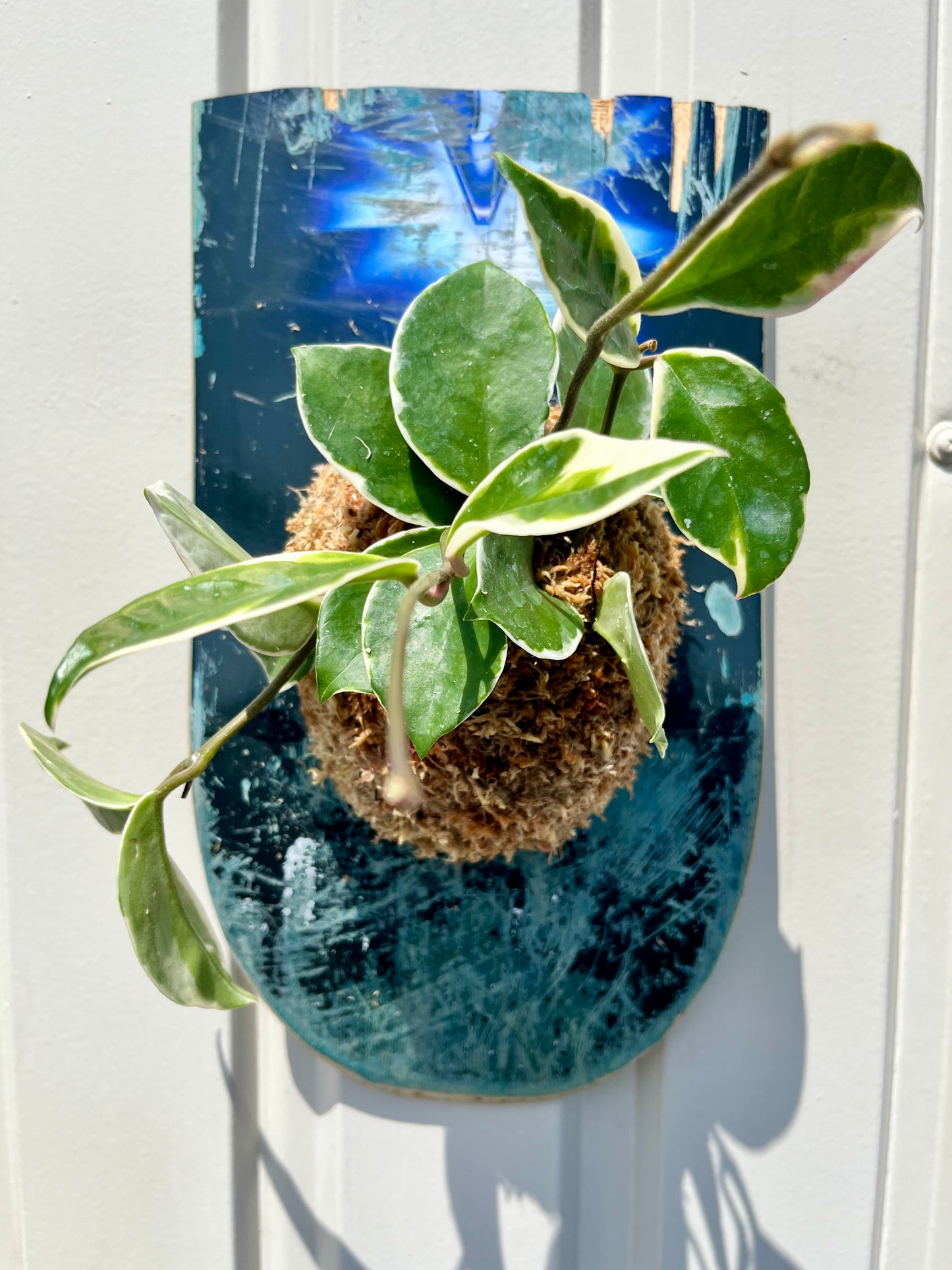 Hoya carnosa