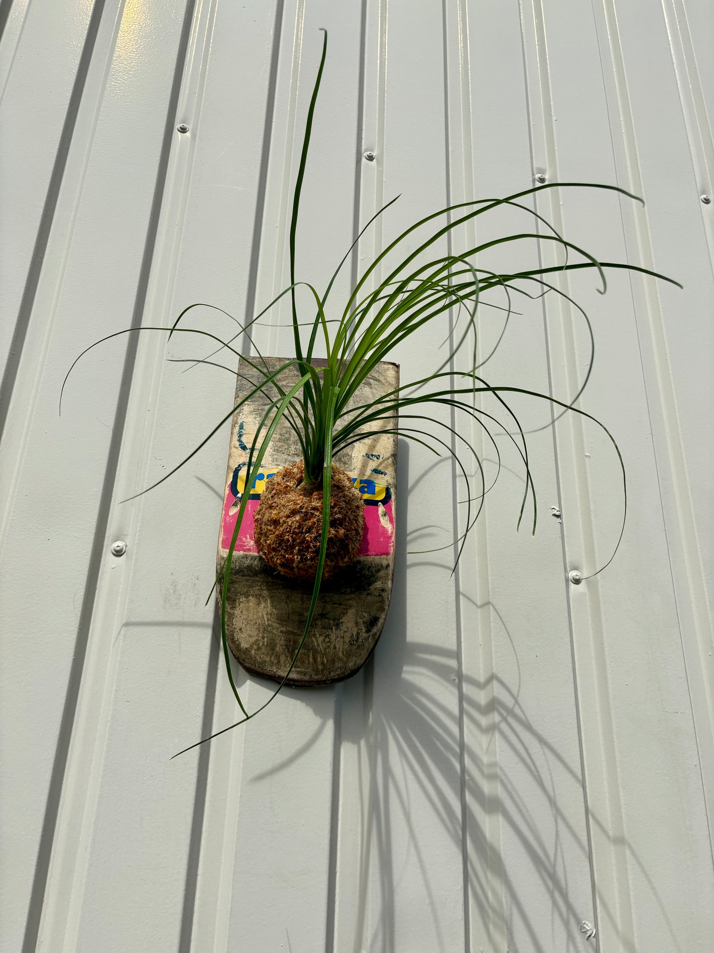 Ponytail palm