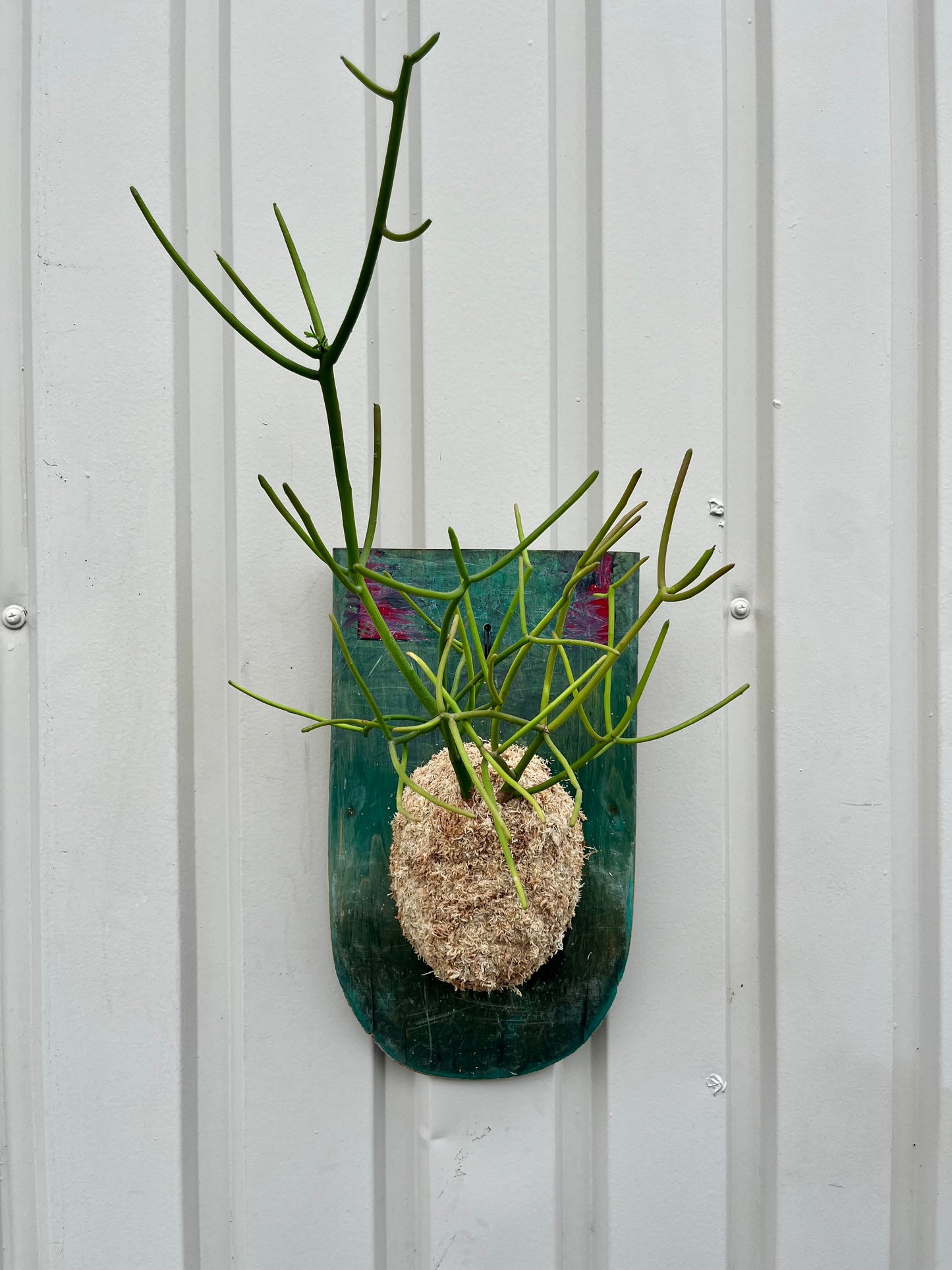 Euphorbia tirucalli