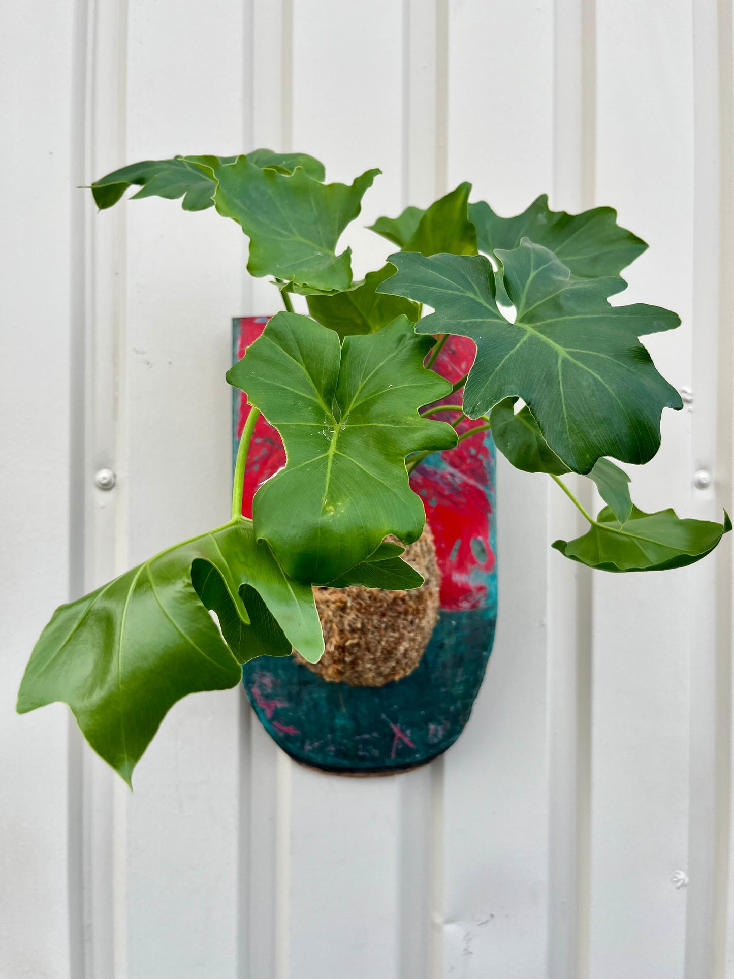 Philodendron st.