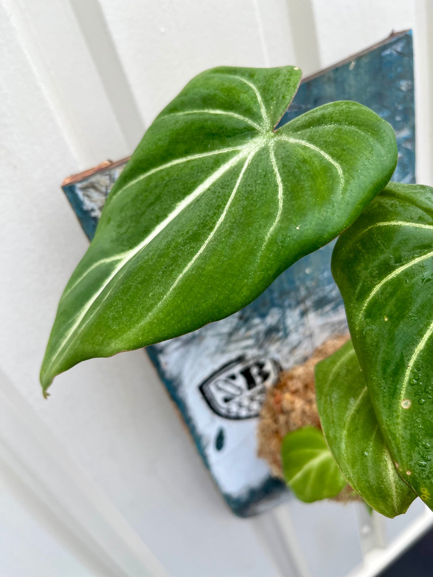 Philodendron melanochrysum