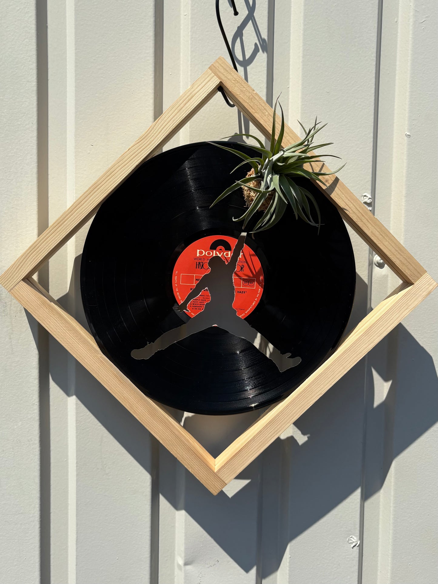Tillandsia in LP size frame G.O.A.T