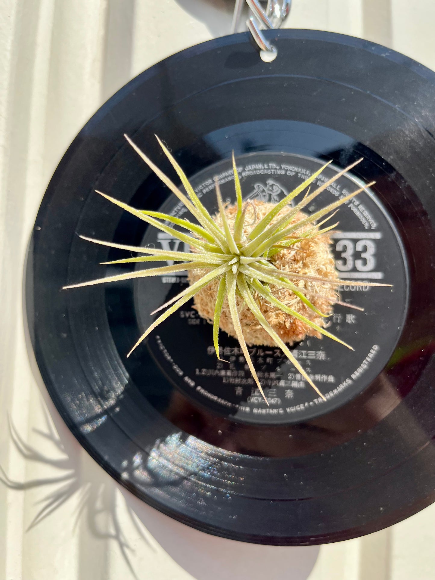 Tillandsia ionantha 'Hamimula'