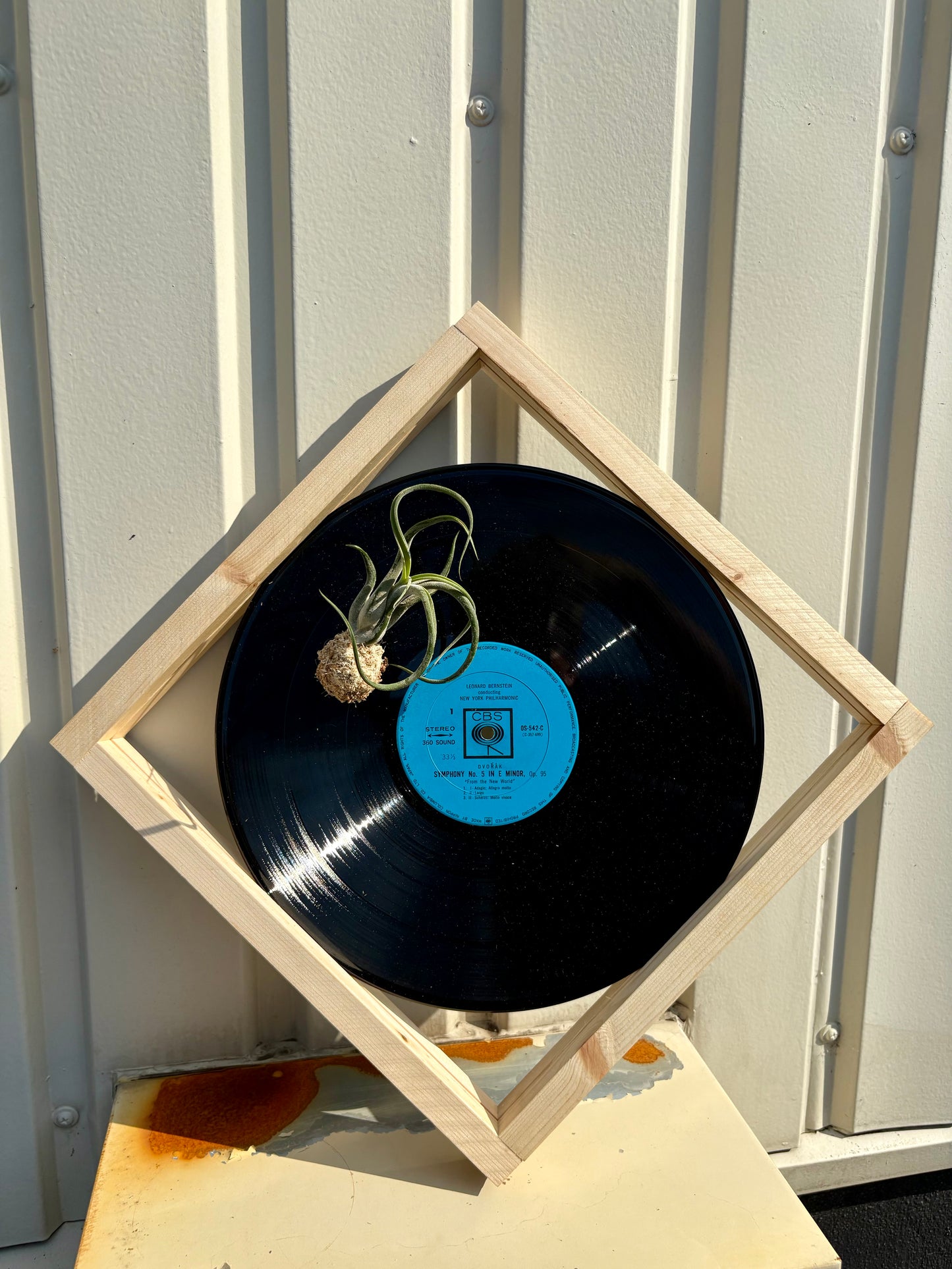 Tillandsia in LP size frame - 2