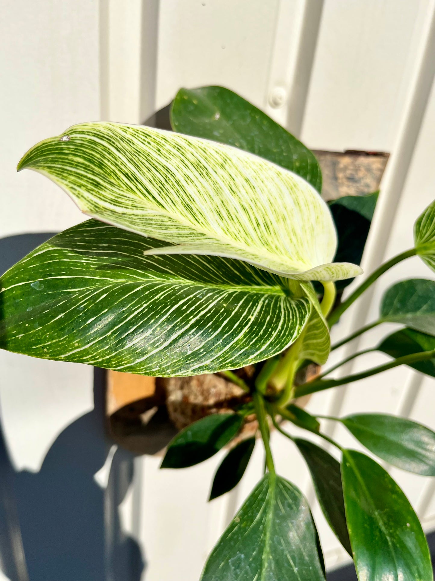 Philodendron 'Birkin'