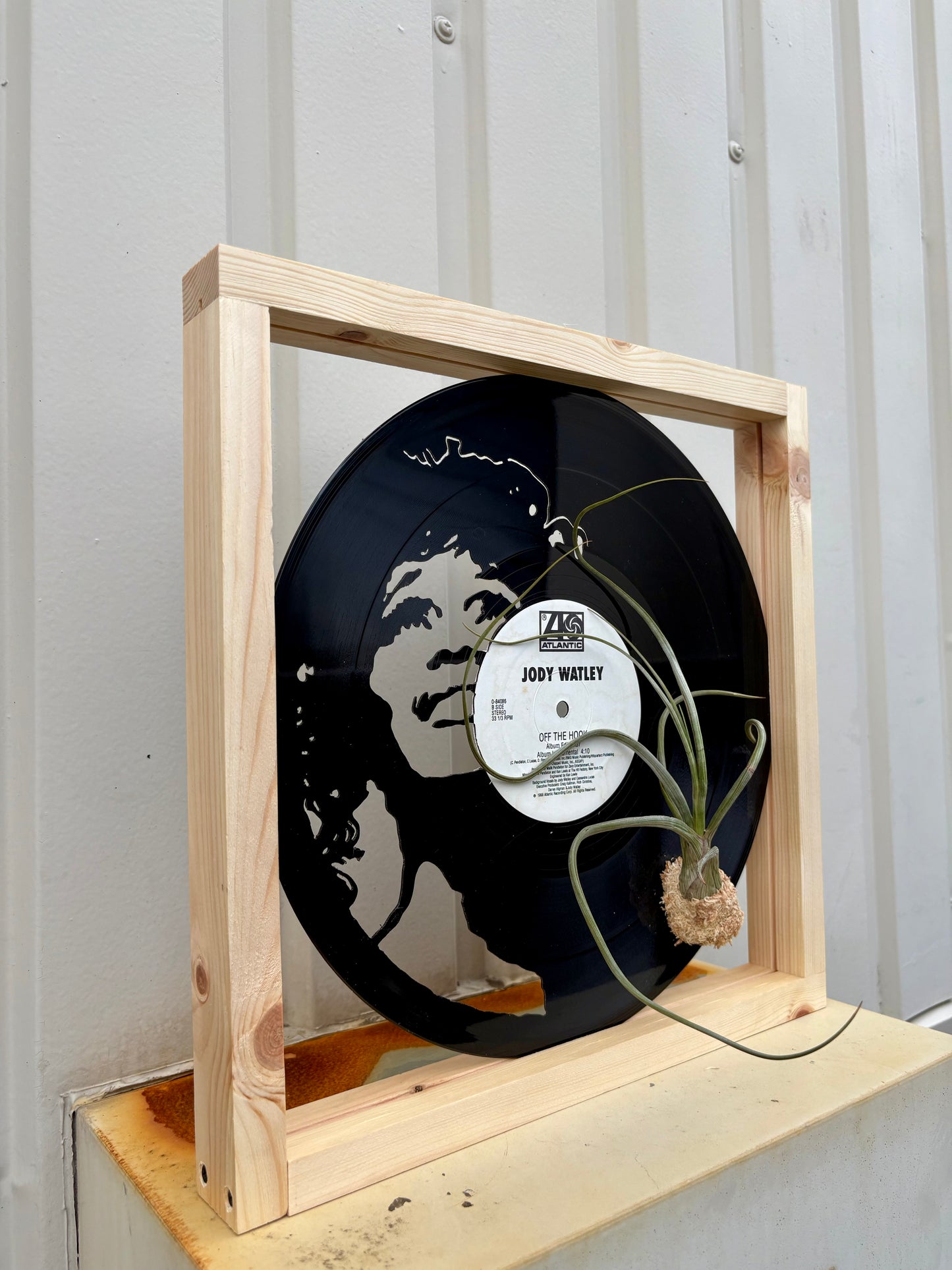Tillandsia in LP size frame SINGER - 2