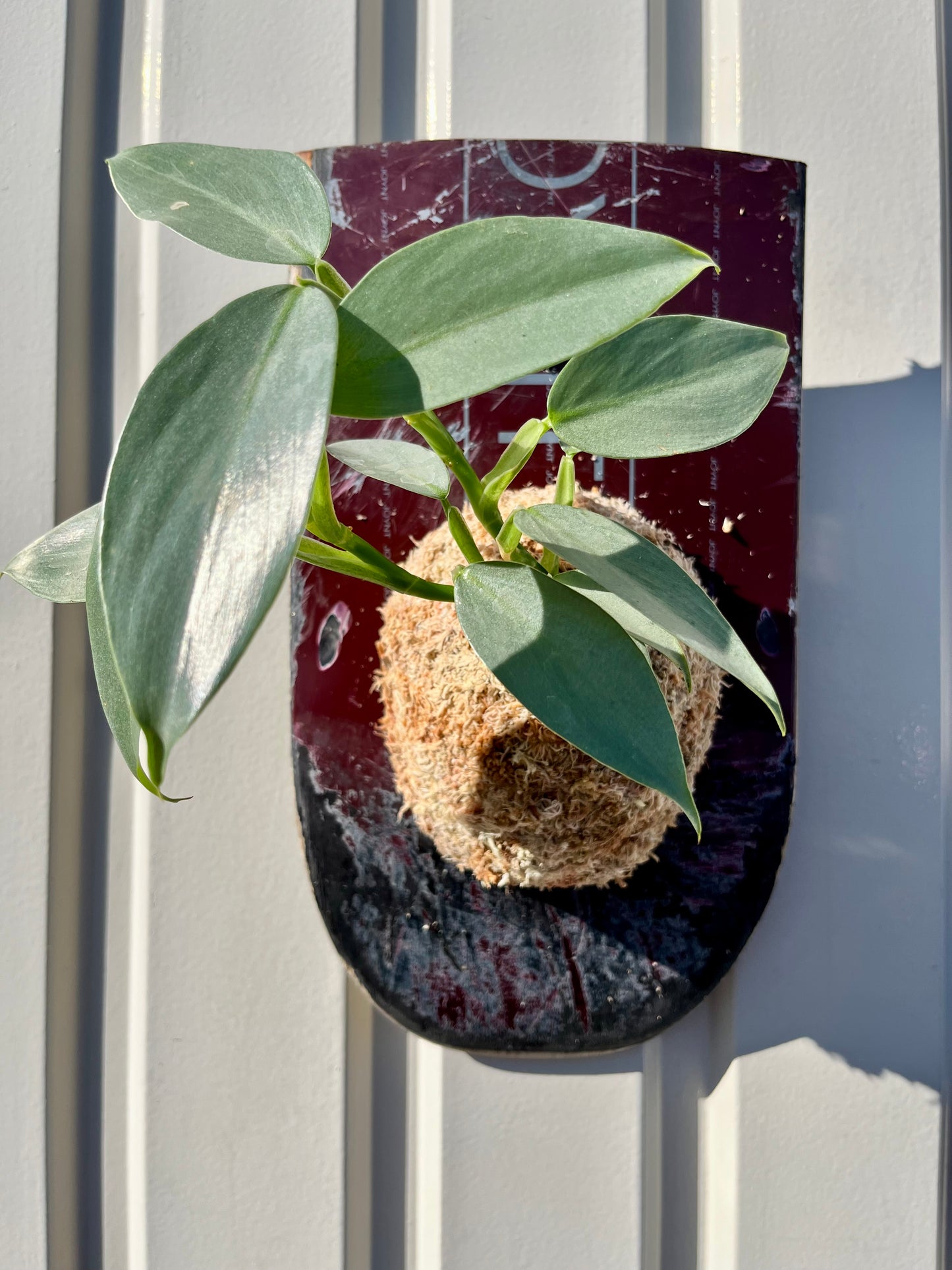 Philodendron 'Silver Metal'
