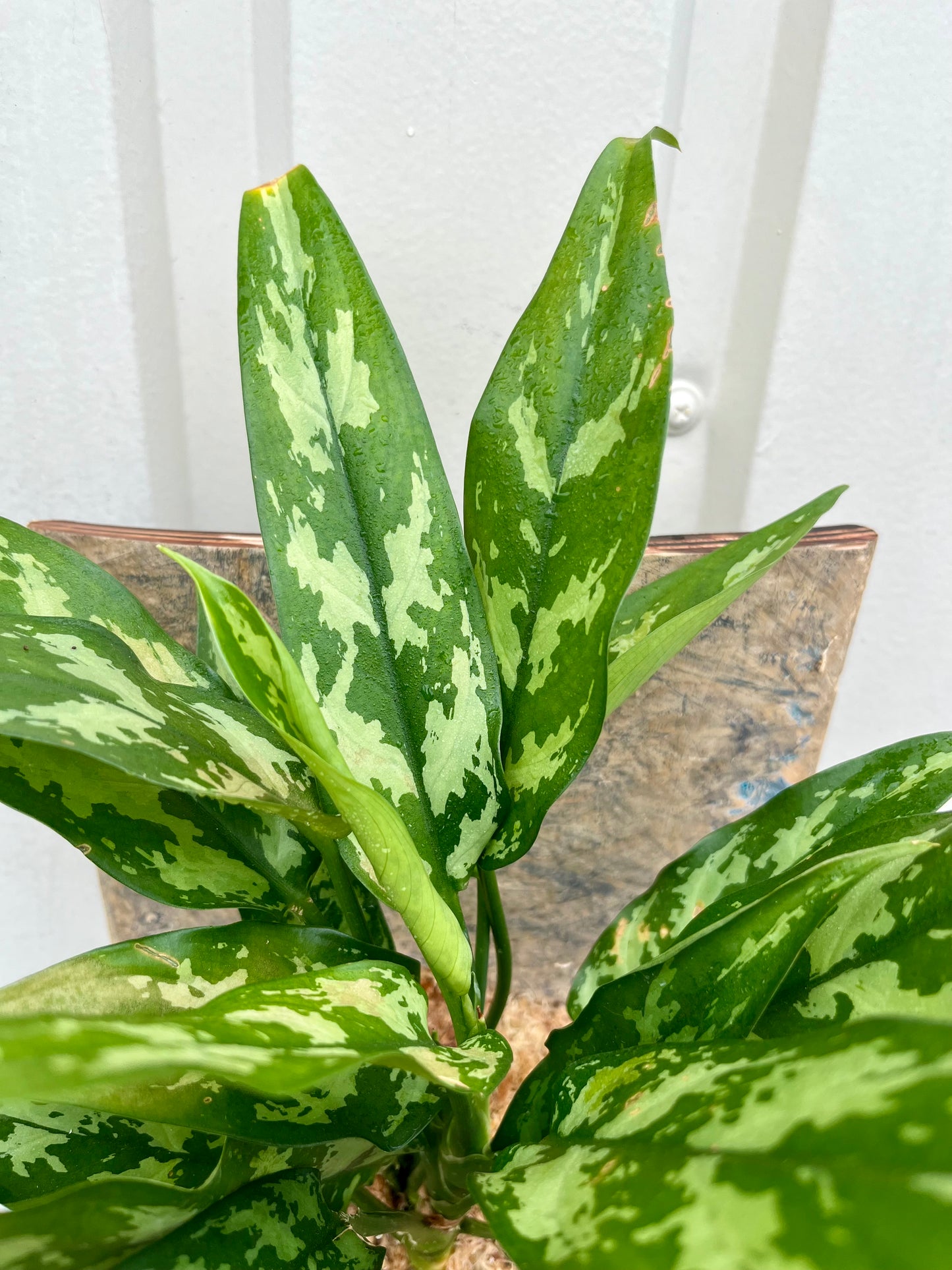 Aglaonema 'Maria'