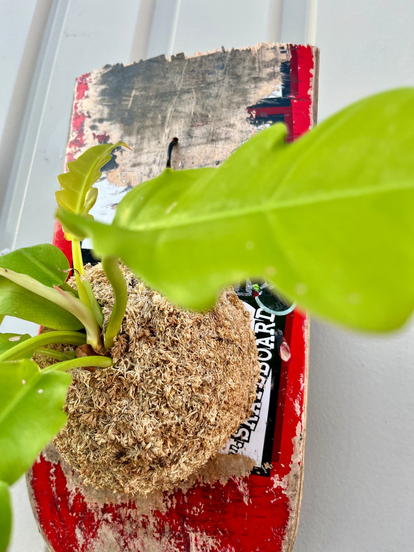 Philodendron Ring of Fire Gold