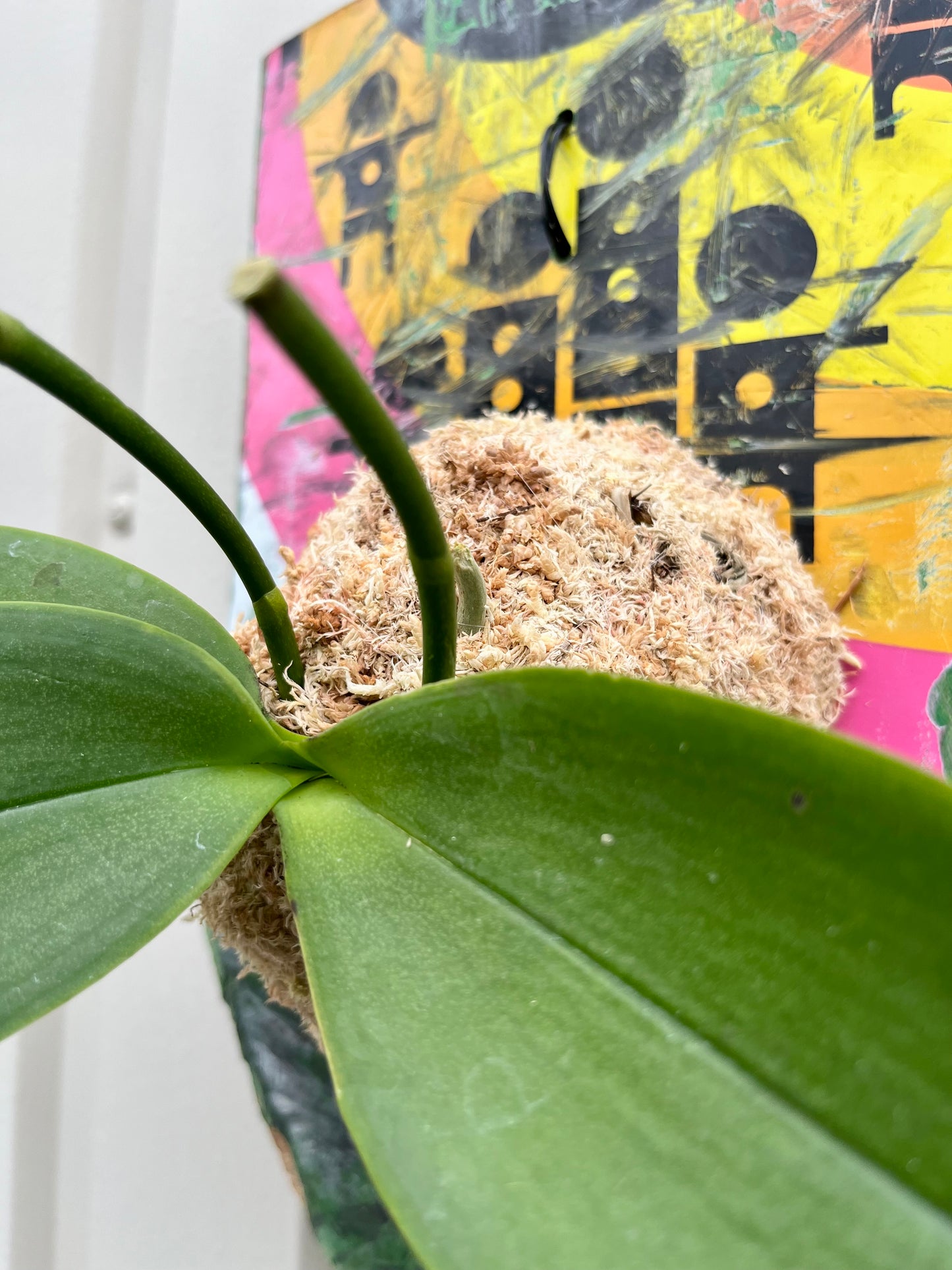 Phalaenopsis