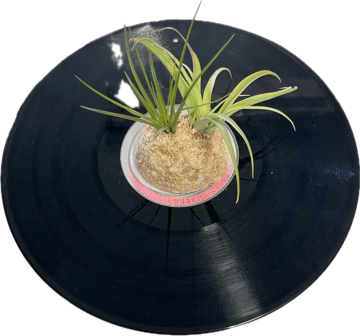 T.melanocrater x T.harrisii
