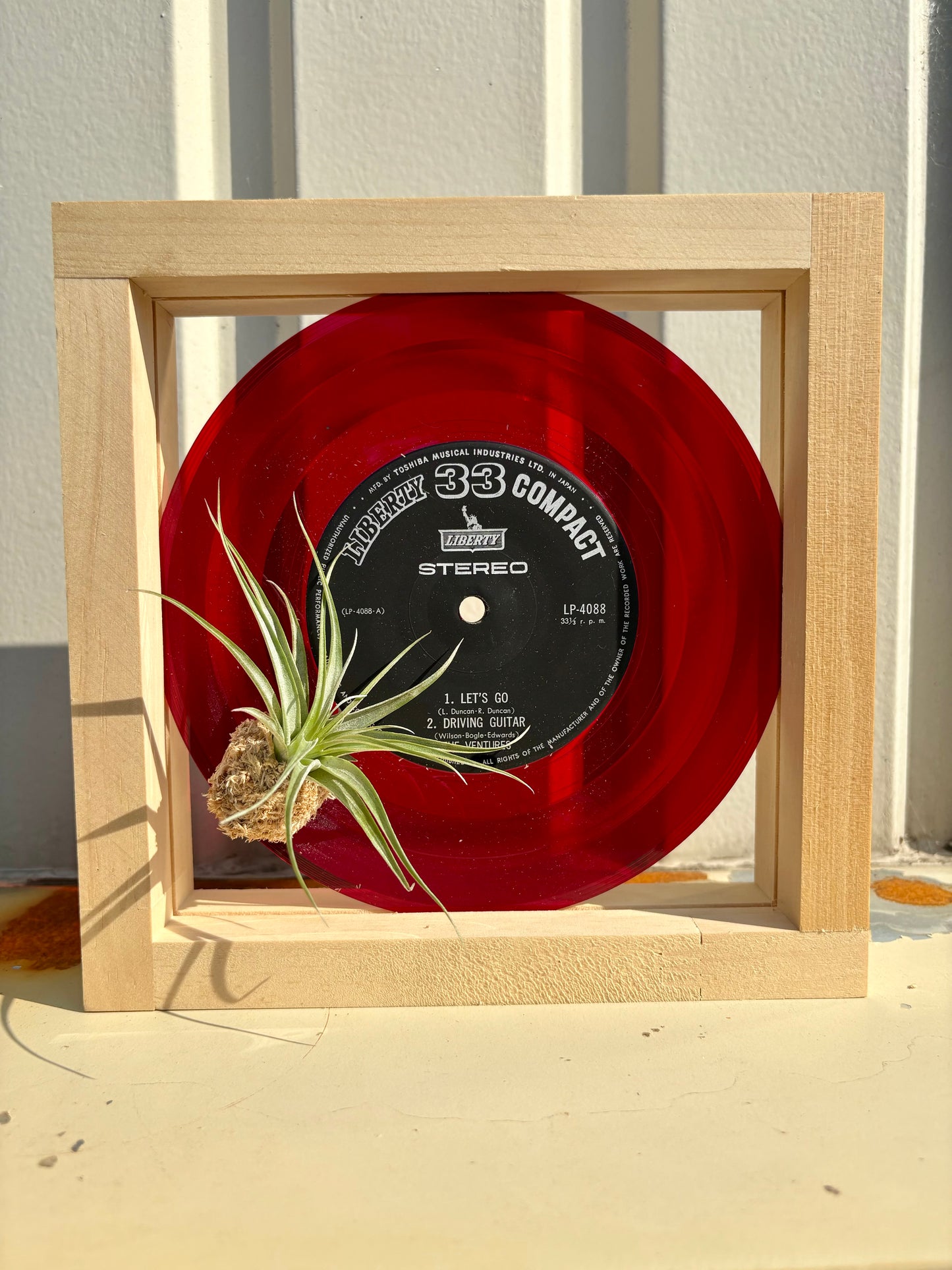 Tillandsia in EP size frame -3