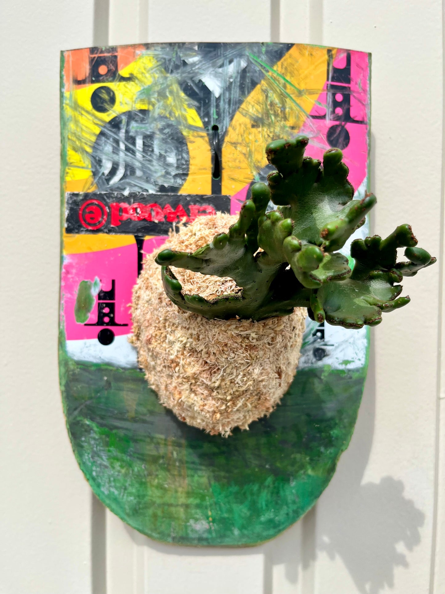Euphorbia oncoclada f.crist